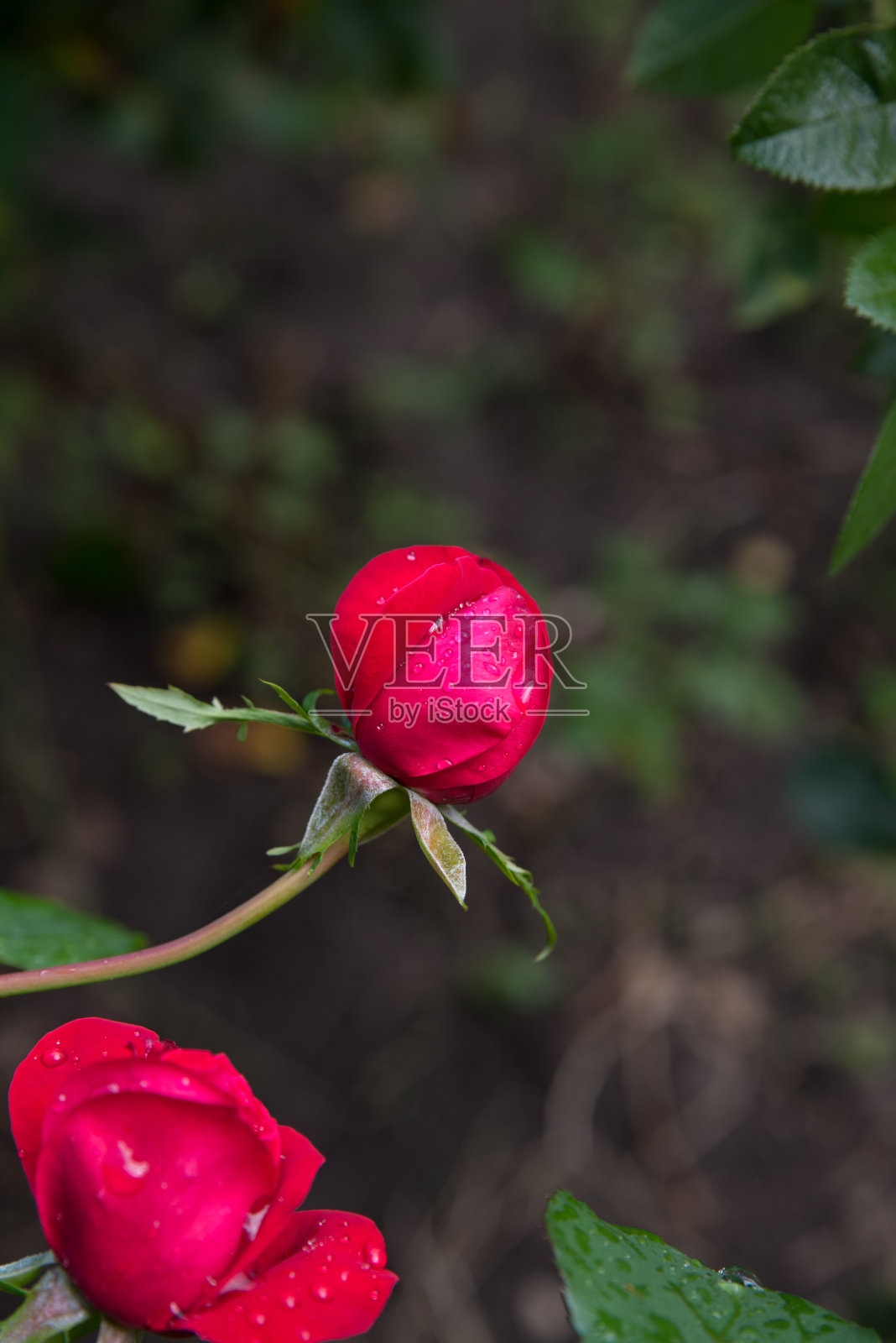 玫瑰红的晨露,背景,复制空间照片摄影图片