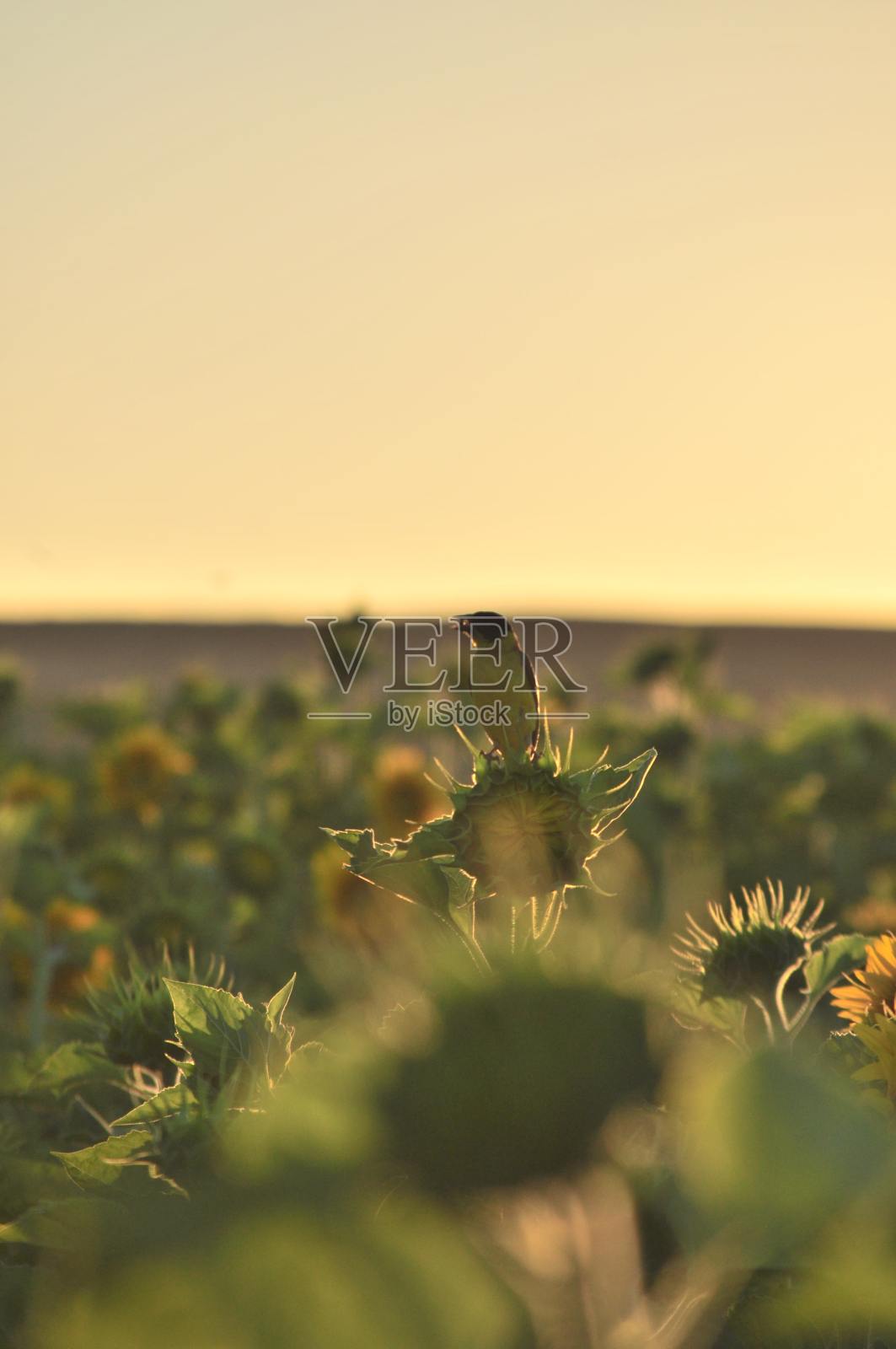 麻雀在向日葵照片摄影图片