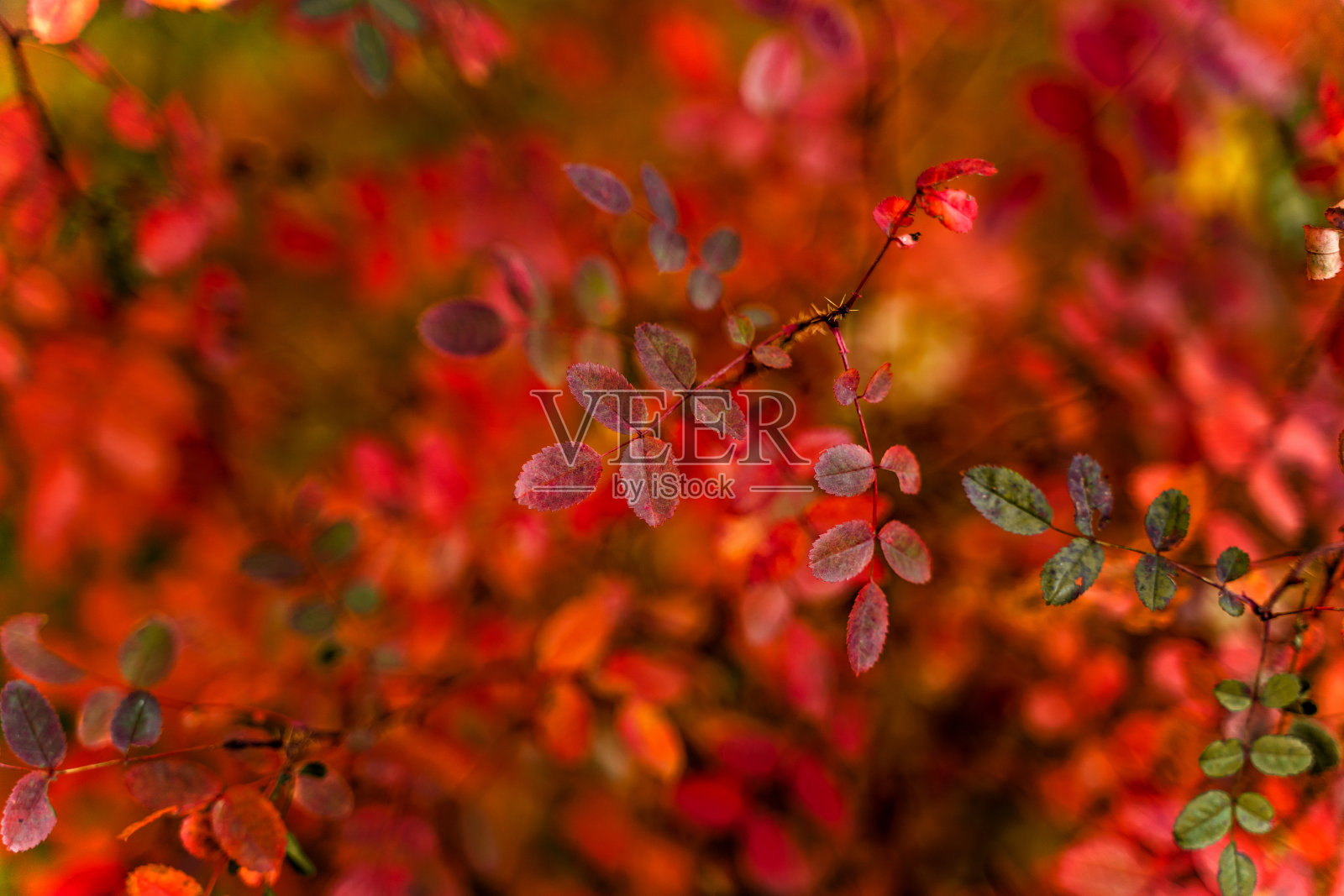 红叶丛中,秋意盎然照片摄影图片