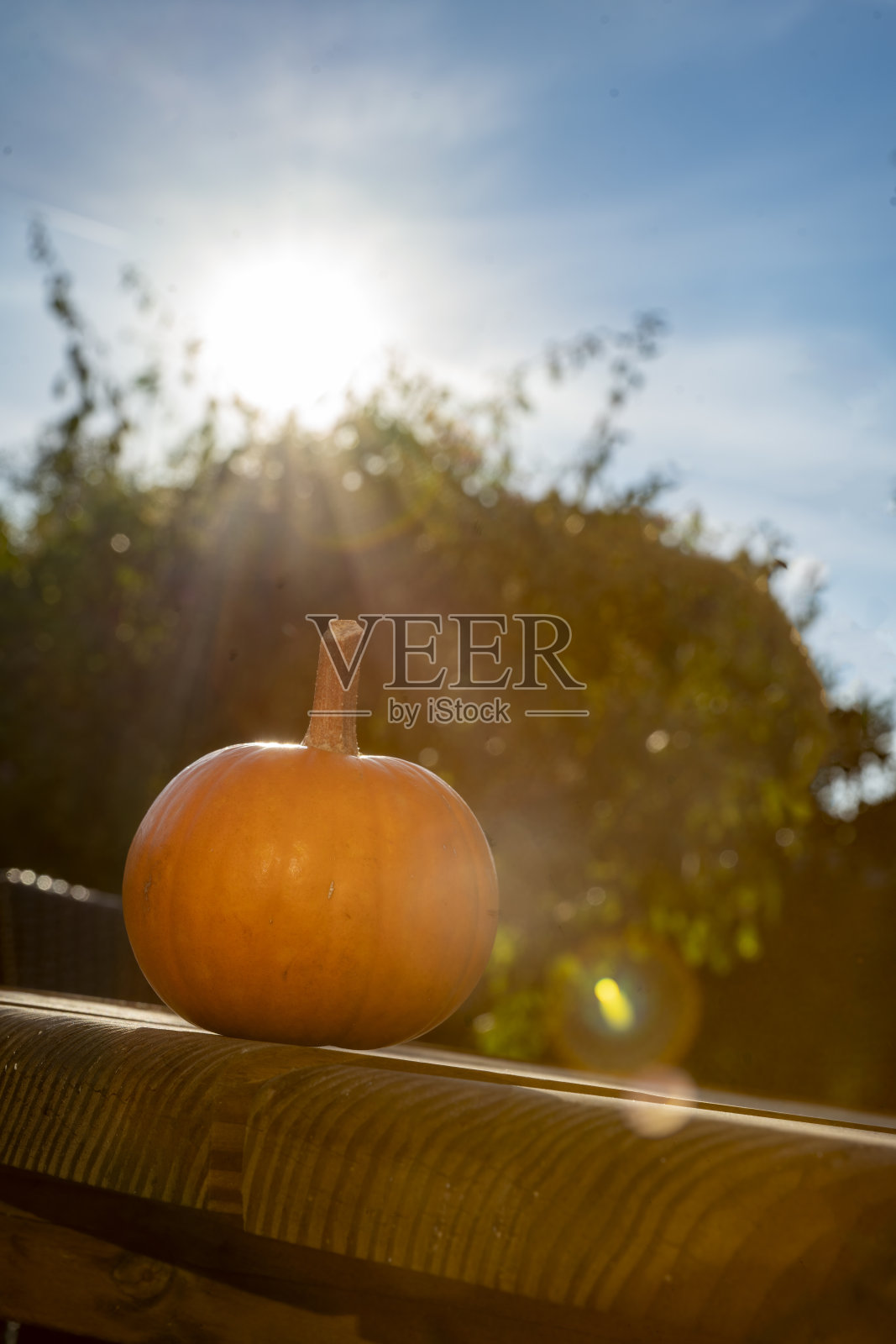 在落日前吃南瓜照片摄影图片