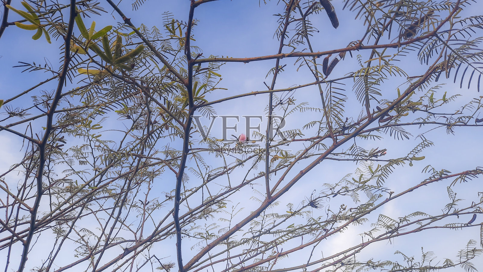 大卡连德拉照片摄影图片