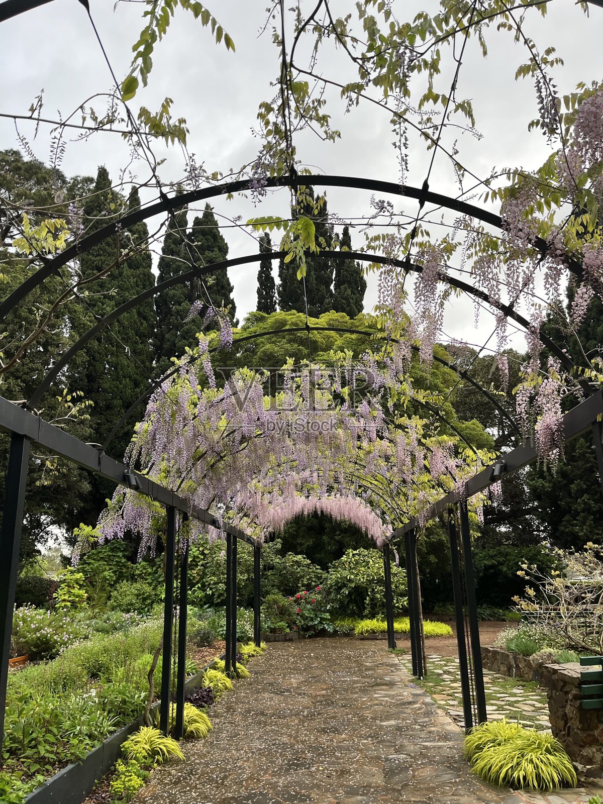 紫藤架在花园照片摄影图片