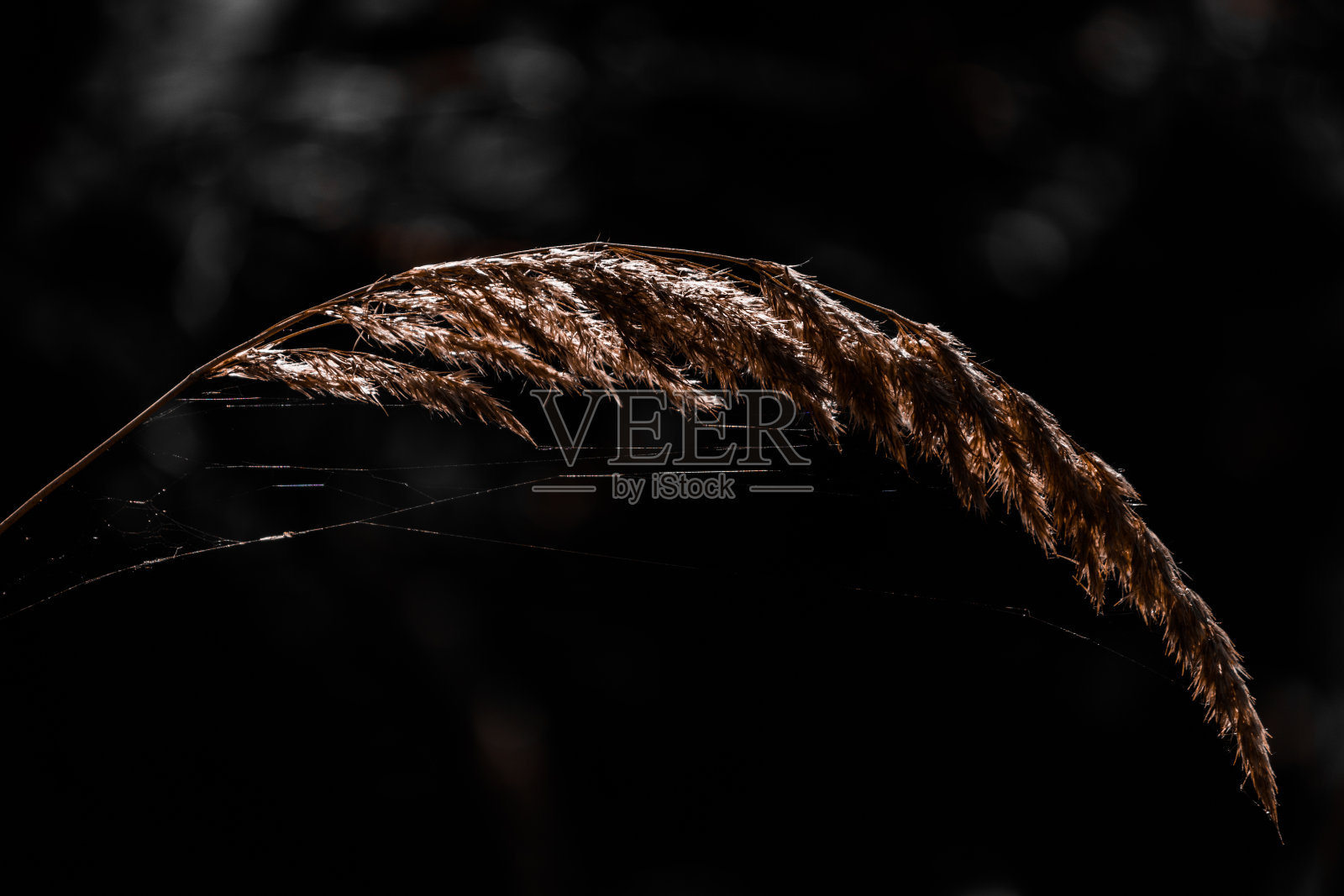 干燥的小穗与蜘蛛网照亮在黑暗的背景上的光。照片摄影图片