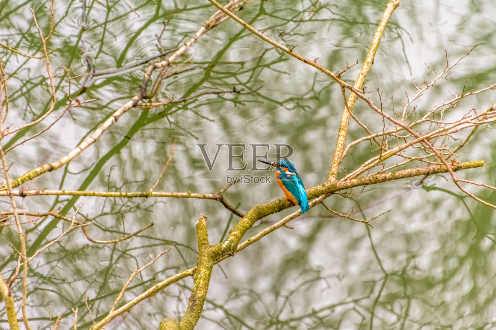 翠鸟在水面上的树枝上照片摄影图片