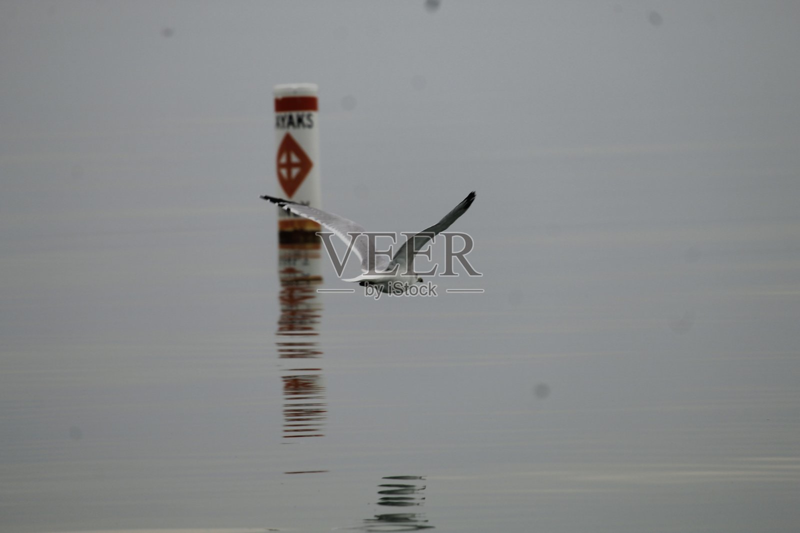 海鸥照片摄影图片