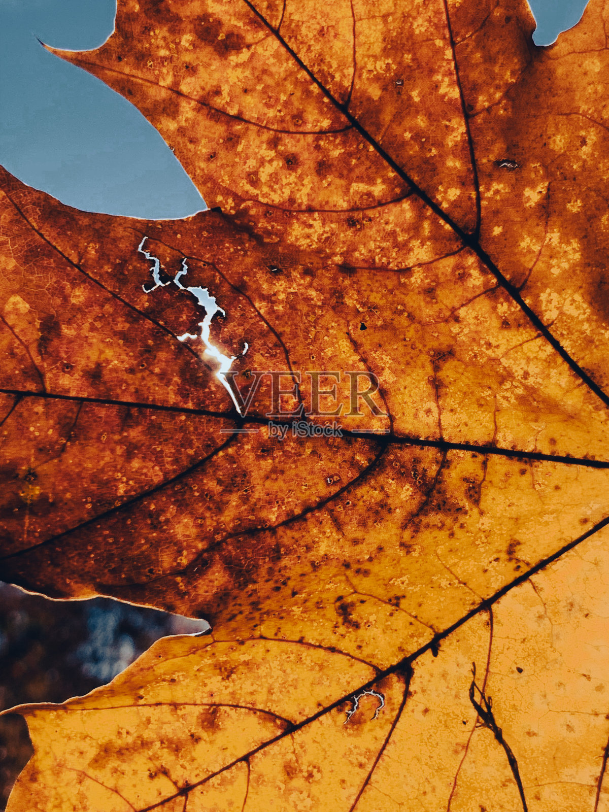 枫叶。喀山城照片摄影图片