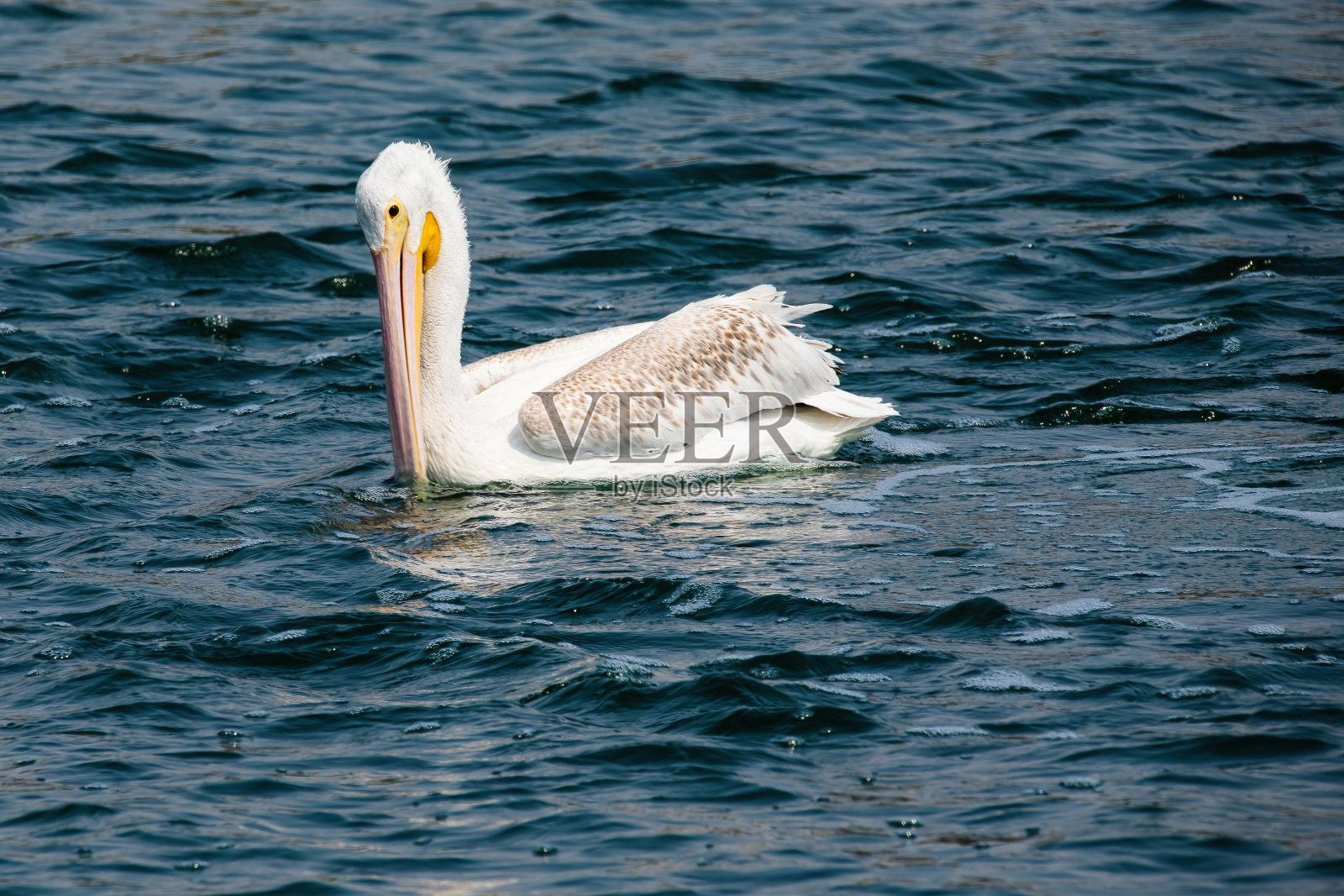狩猎鹈鹕照片摄影图片