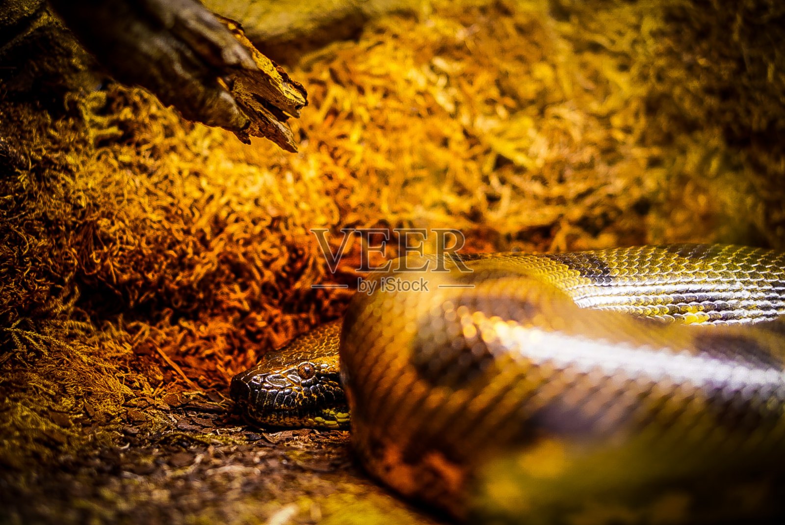 水蟒照片摄影图片