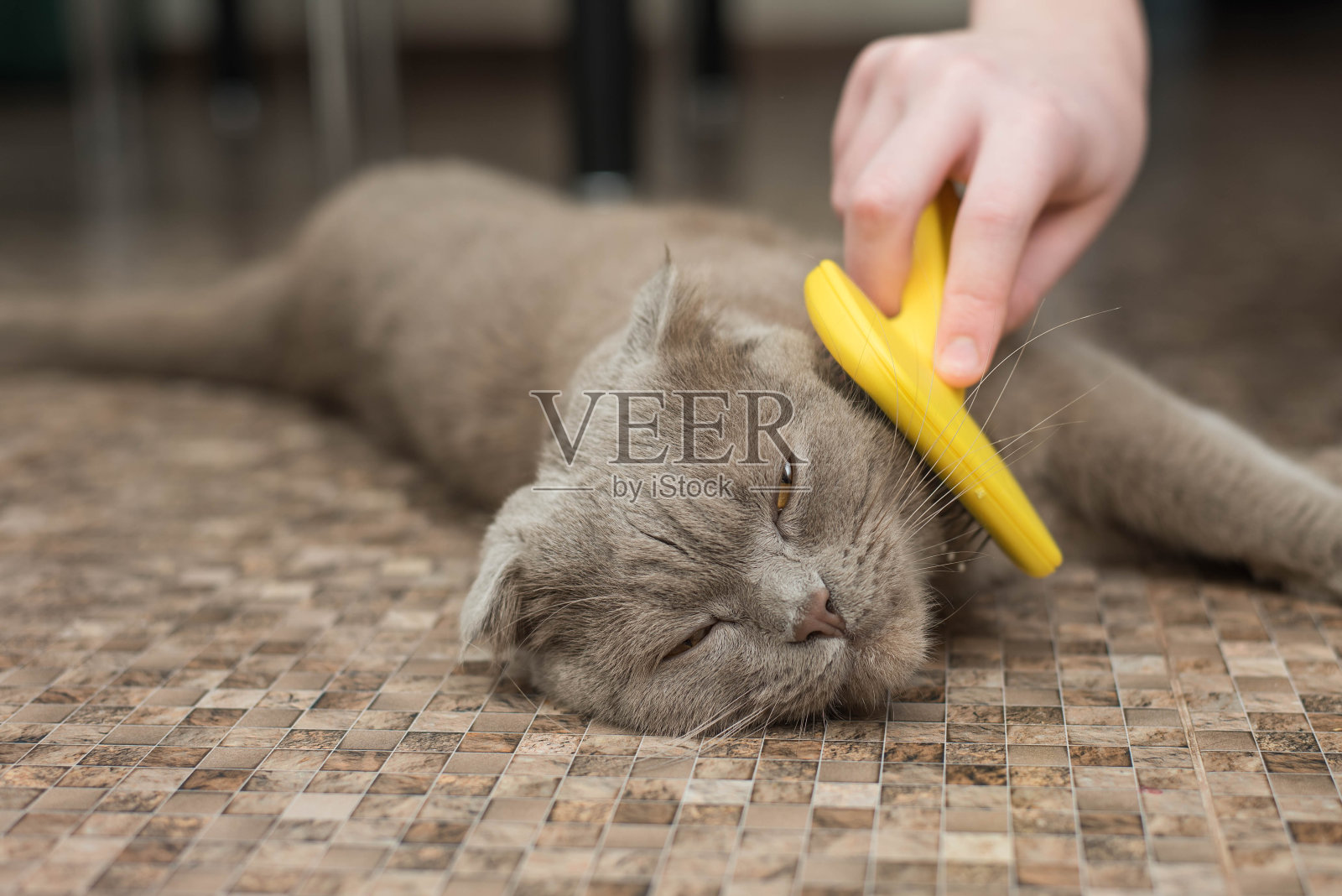 一位兽医正在清洗一只苏格兰猫的皮毛照片摄影图片