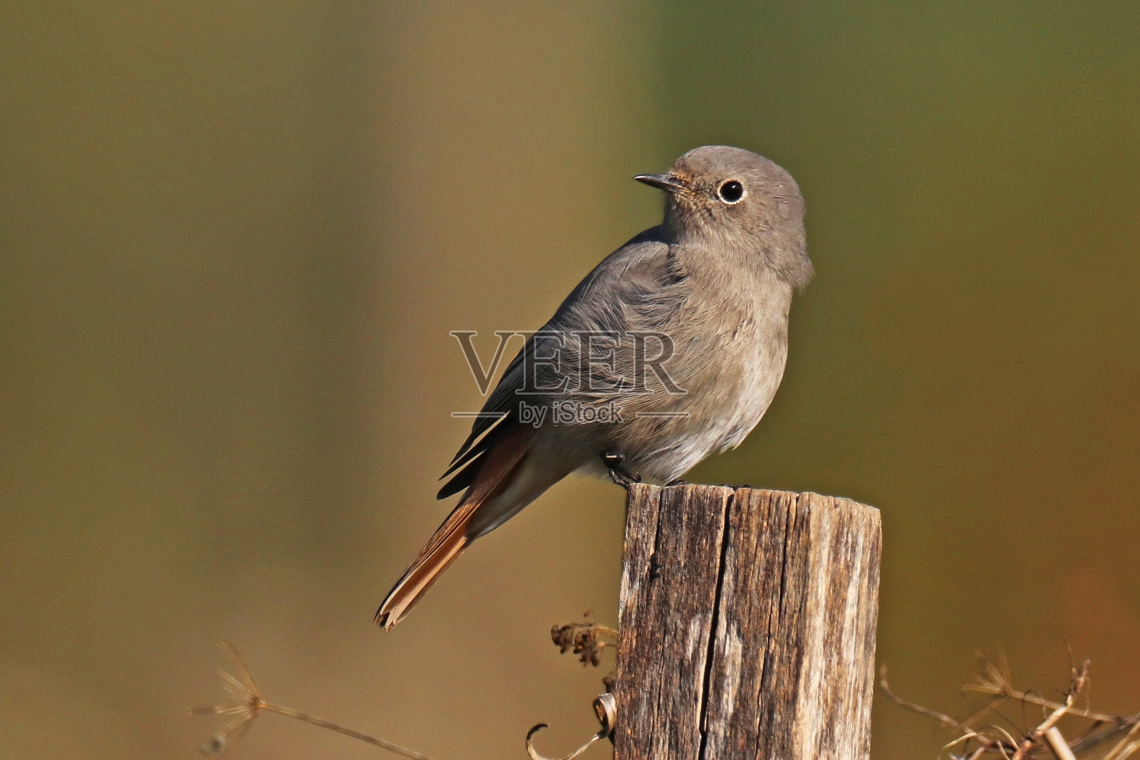 黑色红尾-黑色红尾(腓尼基尾)。照片摄影图片