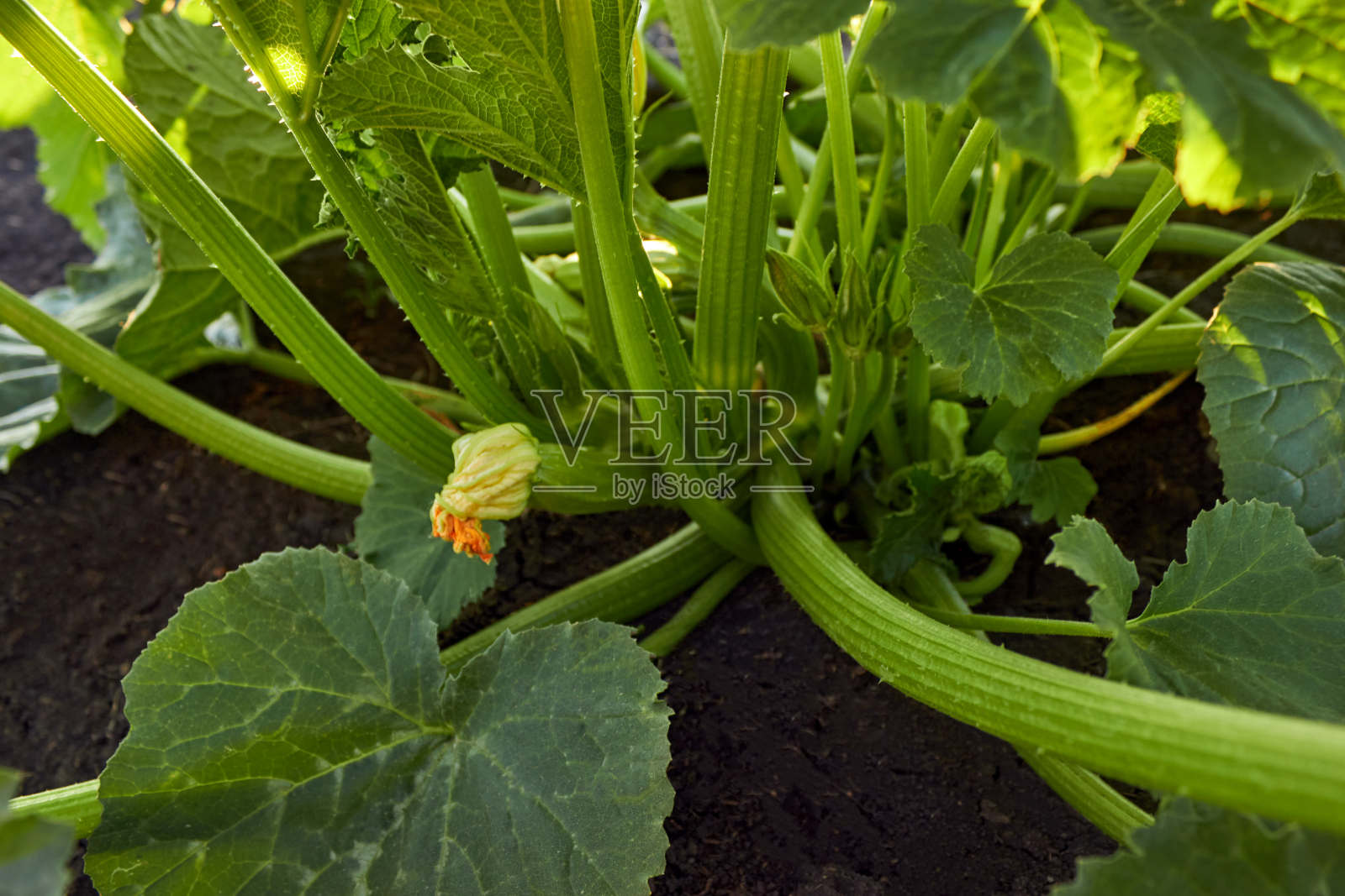 西葫芦。农场里有花和水果的西葫芦。灌木上生长的绿色蔬菜骨髓。绿皮南瓜花。蔬菜床上西葫芦灌木的绿色茎。园艺主题;农业;一个丰收;有机产品。水平的照片。照片摄影图片