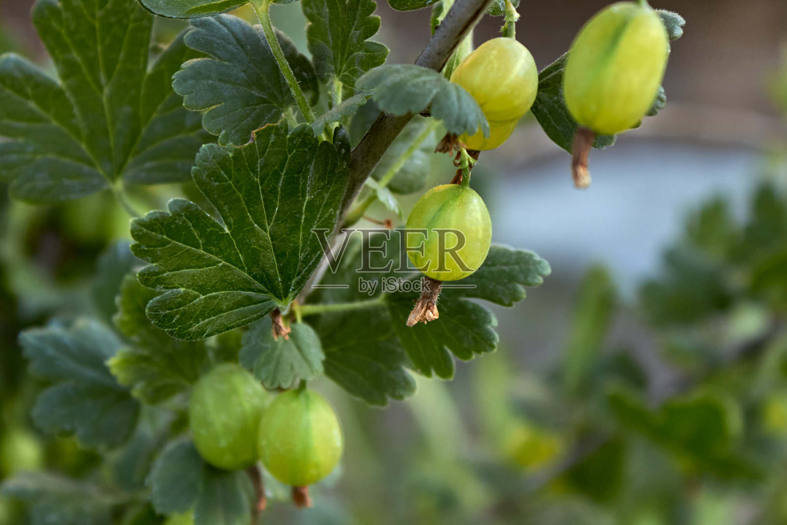 夏天的花园里,新鲜的绿色醋栗在树枝上加了香料。近景有机醋栗浆果挂在树叶下的树枝上。主题园艺、农耕、丰收、有机产品。水平的照片。照片摄影图片