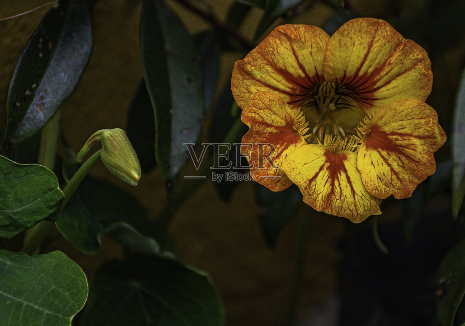 野花在瓜斯卡黄照片摄影图片