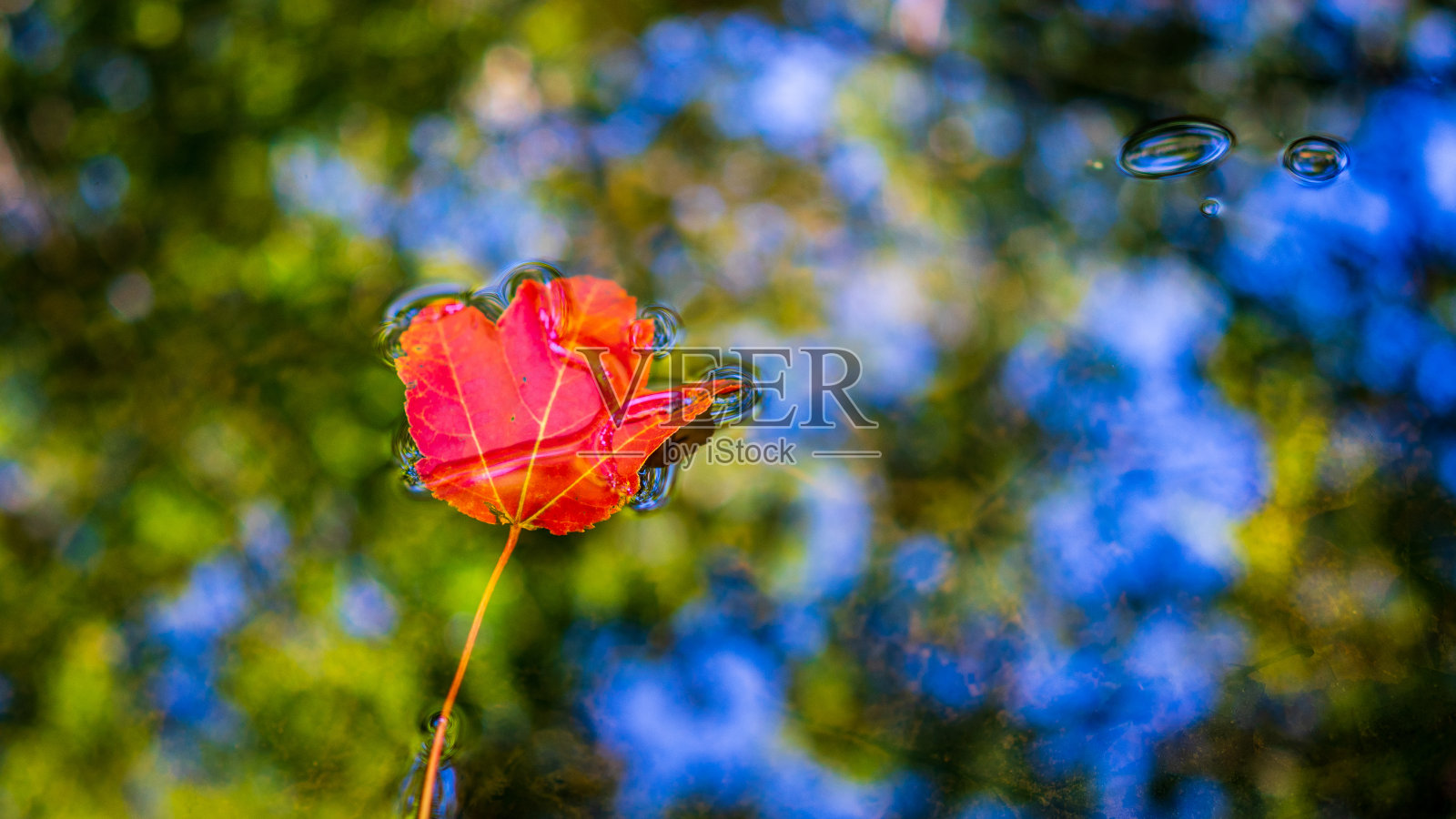 红叶漂浮在湖中照片摄影图片