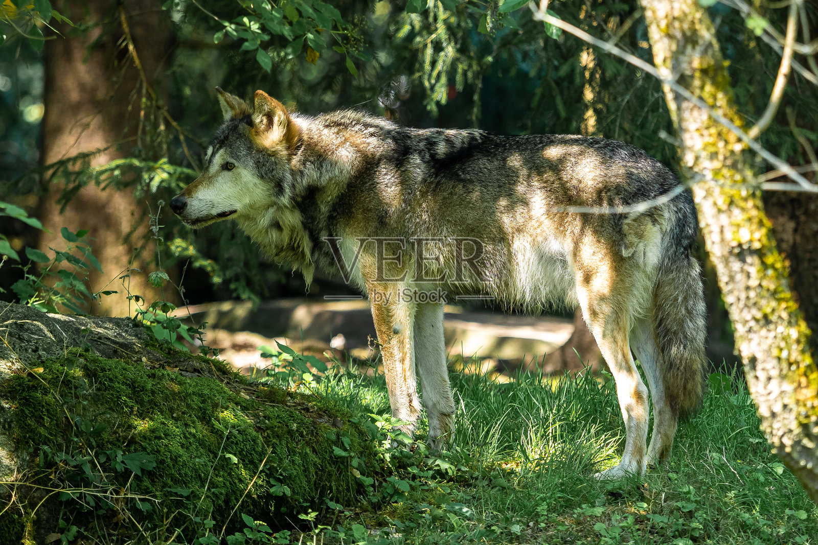 欧洲灰狼,犬科狼疮在一个德国公园照片摄影图片