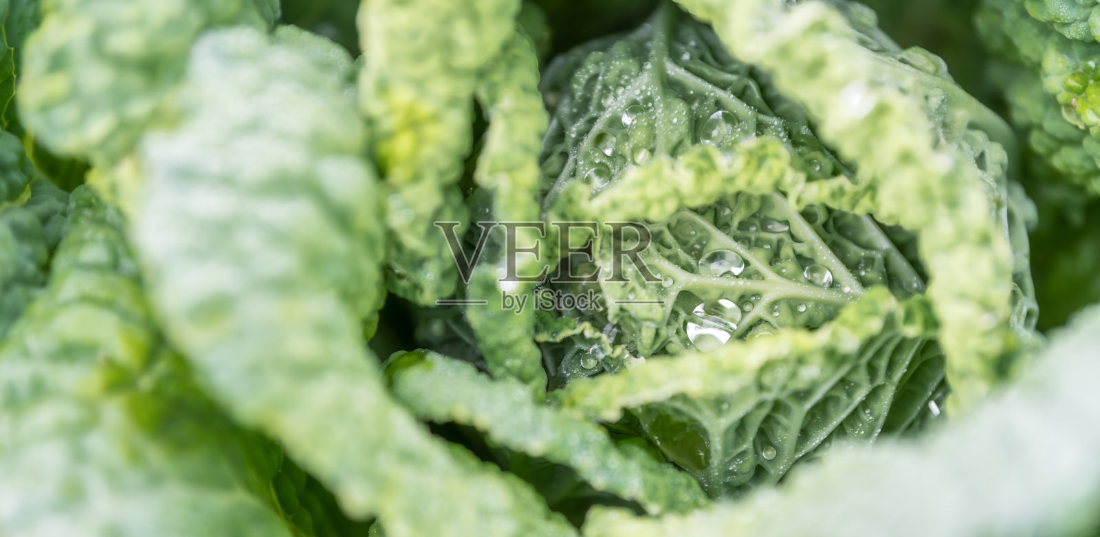 豆子形状的一滴水。照片摄影图片