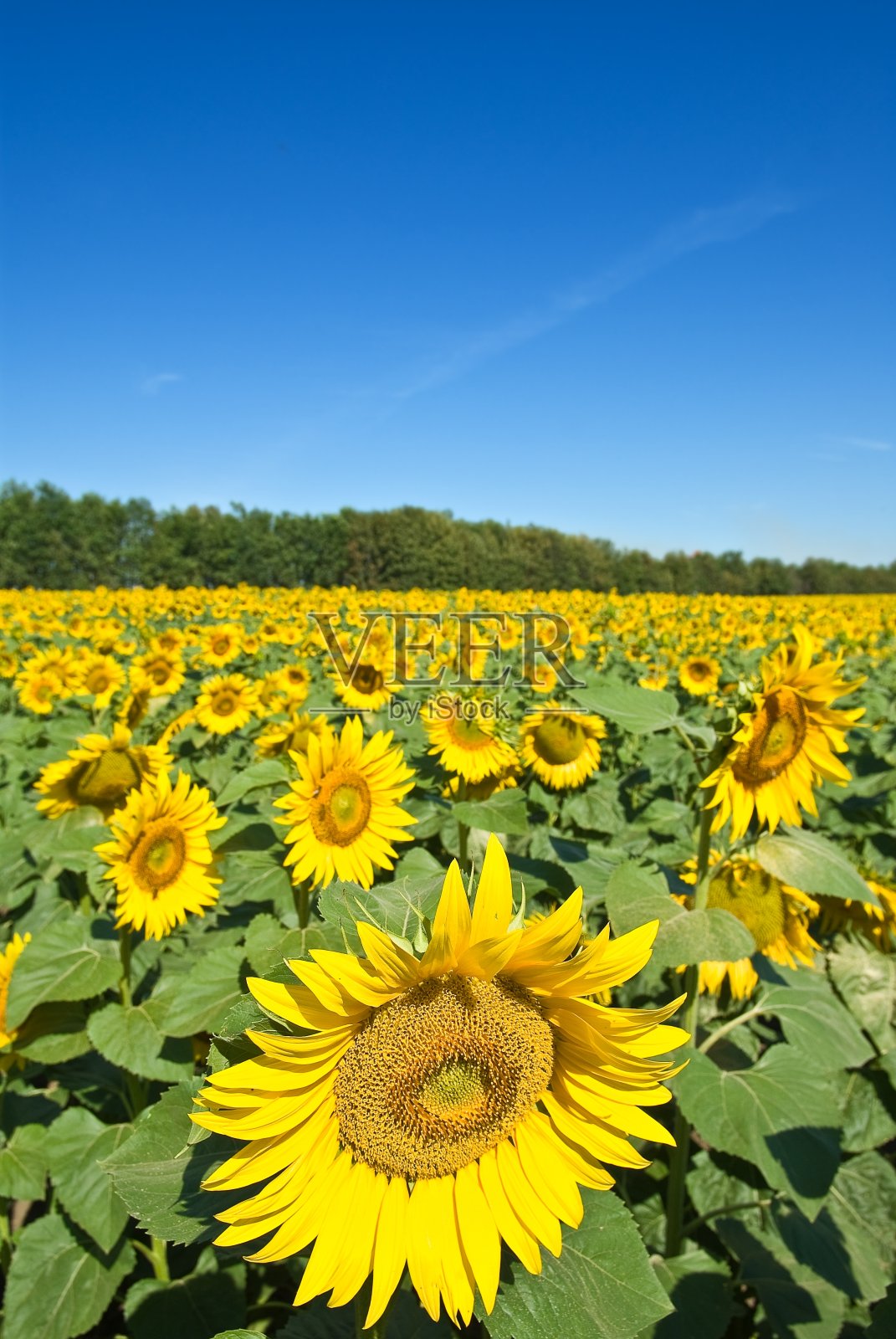 漂亮的金色的向日葵照片摄影图片