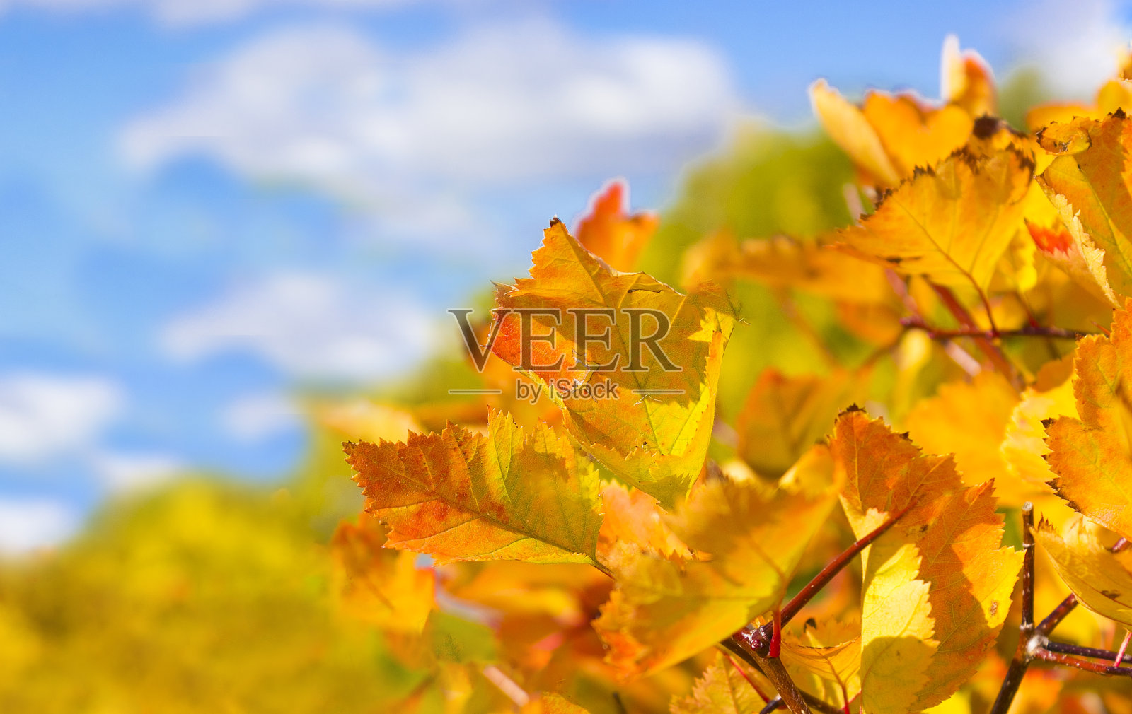 在阳光明媚的日子里,秋天的树叶呈橙色、黄色和绿色照片摄影图片