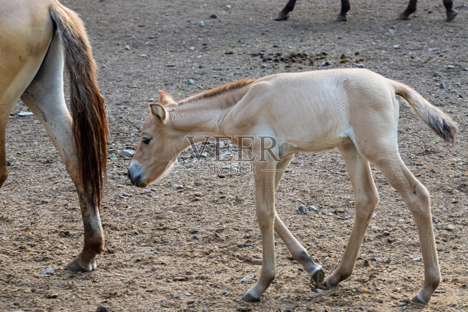 普氏野马,普氏野马,普氏野马是现存的唯一的野马亲戚照片摄影图片
