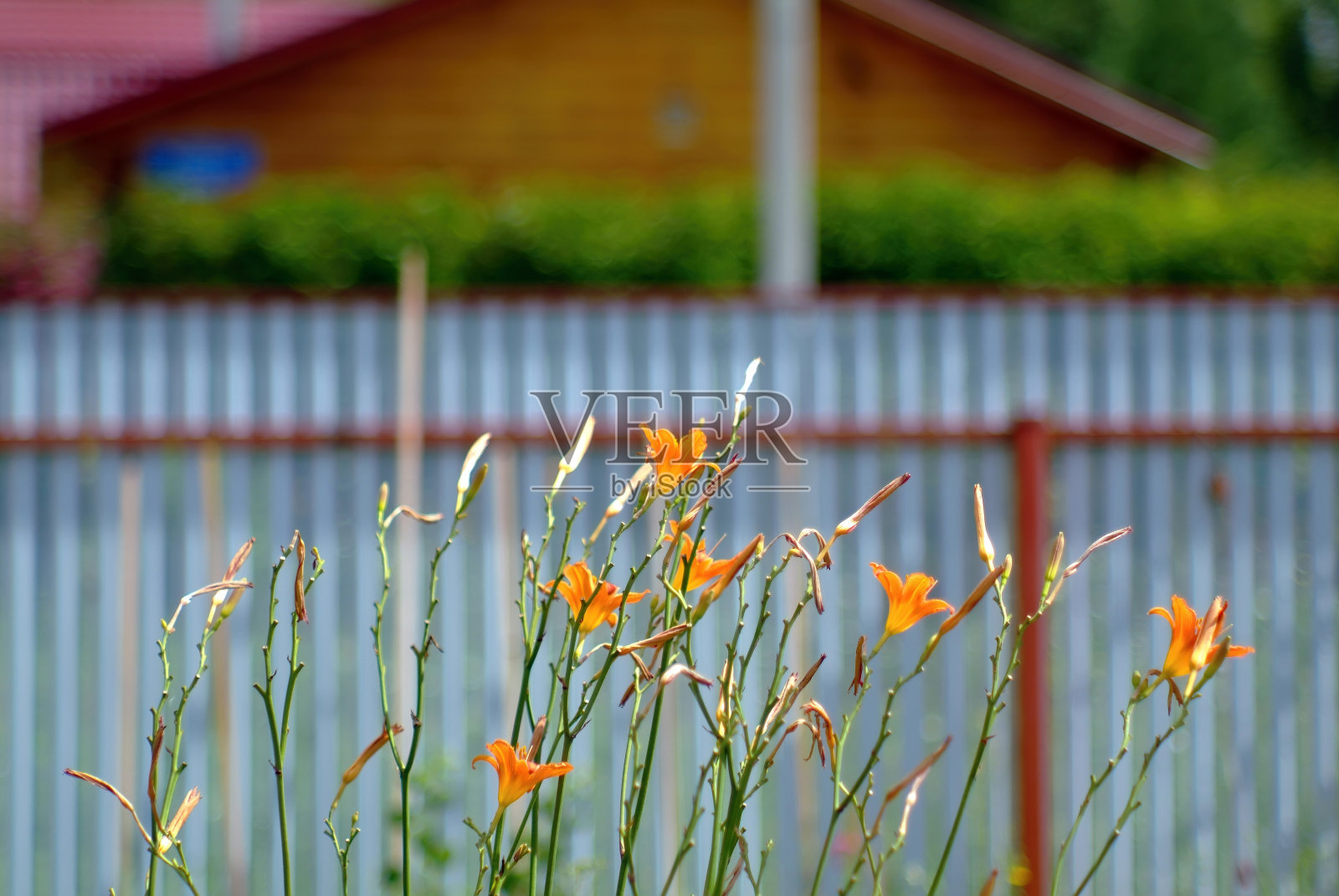 夏天花园里的萱草照片摄影图片