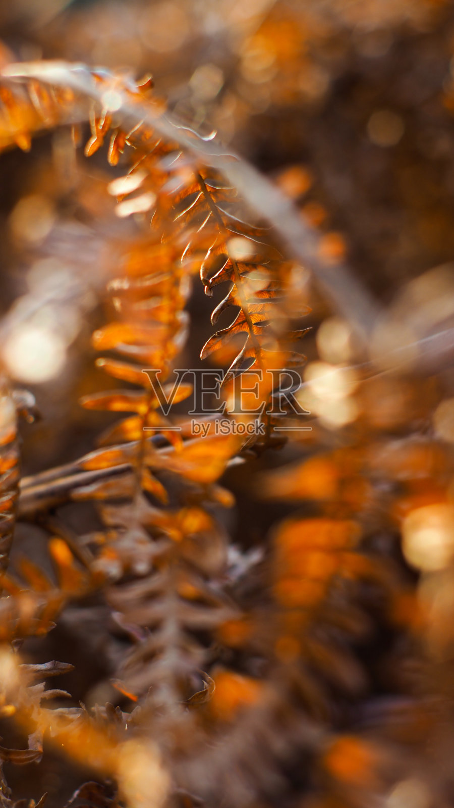 有橙色反光的蕨类植物照片摄影图片