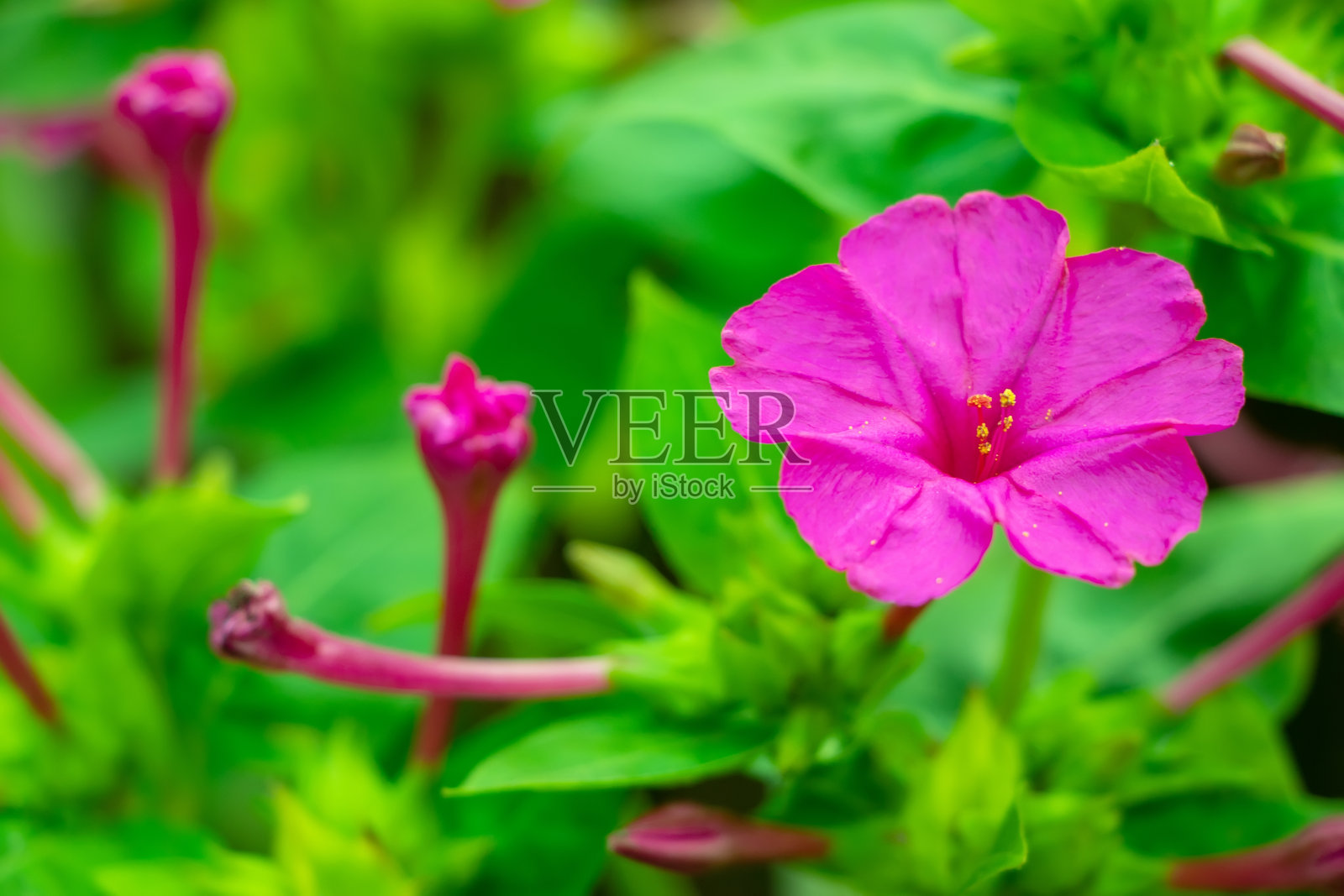 紫茉莉,秘鲁的奇迹,花四个小时,是紫茉莉最常见的观赏品种,有各种颜色。照片摄影图片