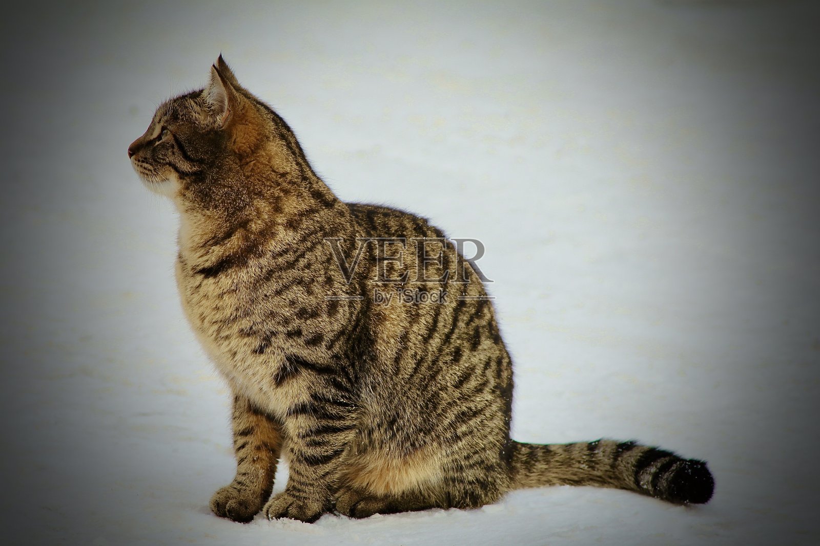 美丽的猫照片摄影图片