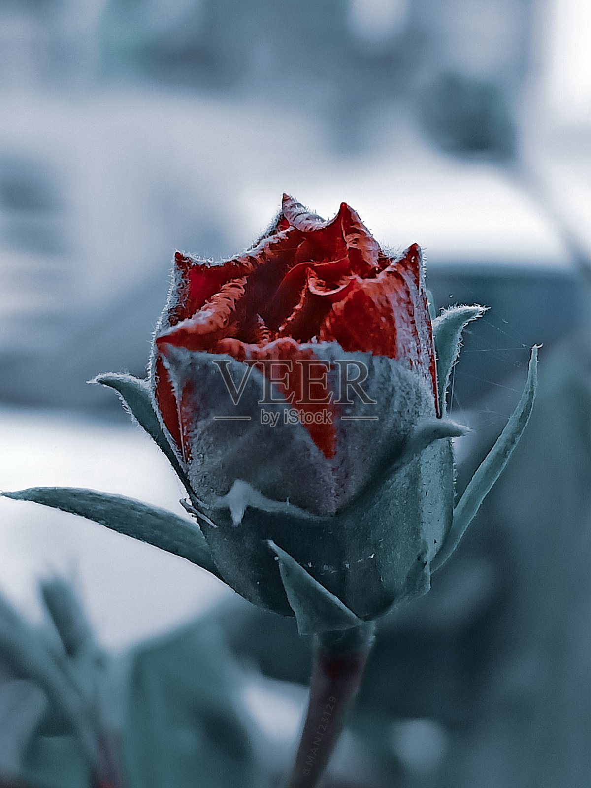 自然的生活方式照片摄影图片