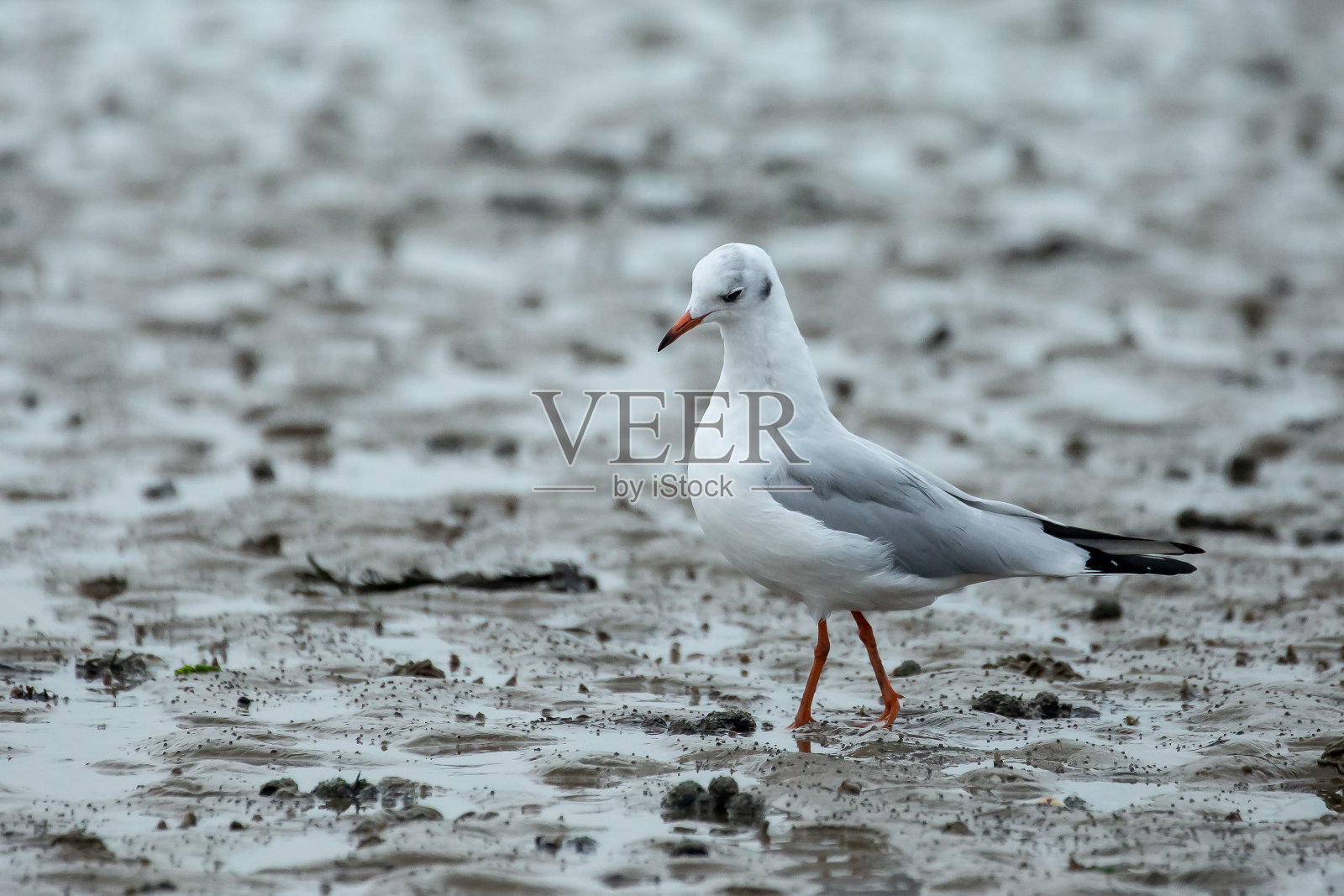 黑头海鸥-地中海海鸥,成年冬季羽毛照片摄影图片