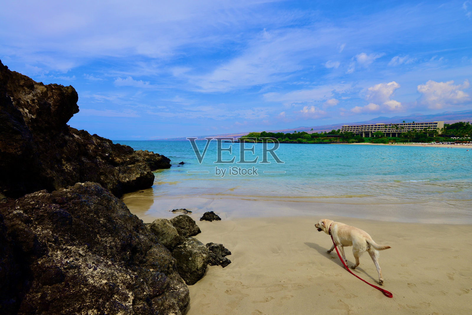 狗狗在夏威夷玩耍照片摄影图片