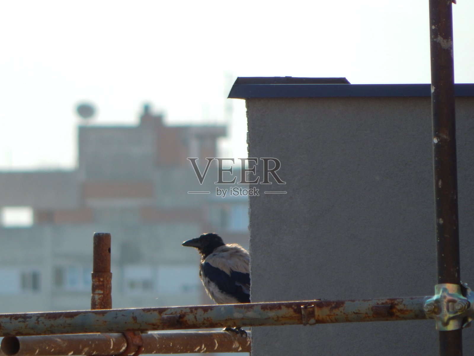 连帽乌鸦(Corvus cornix)(也叫连帽衫)在脚手架上照片摄影图片