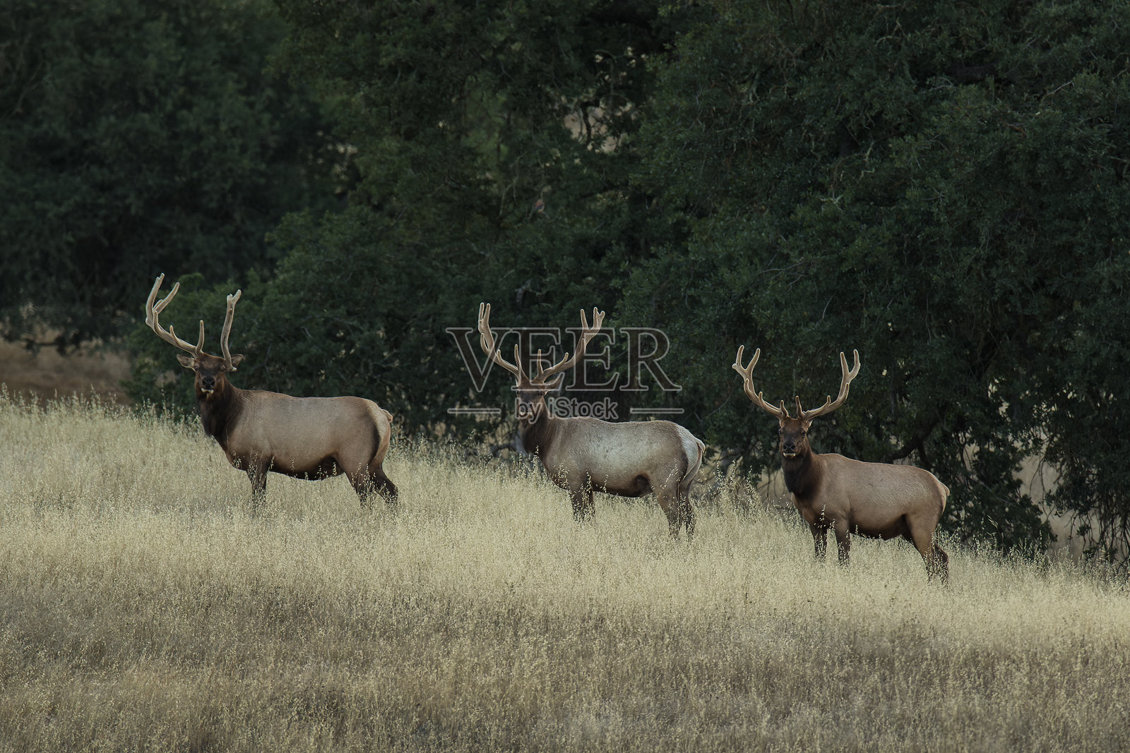 草原上的麋鹿(马鹿)照片摄影图片
