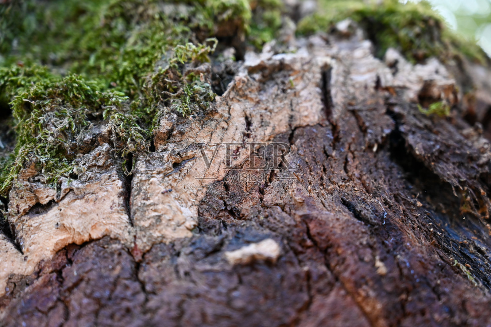 软木树皮收获照片摄影图片