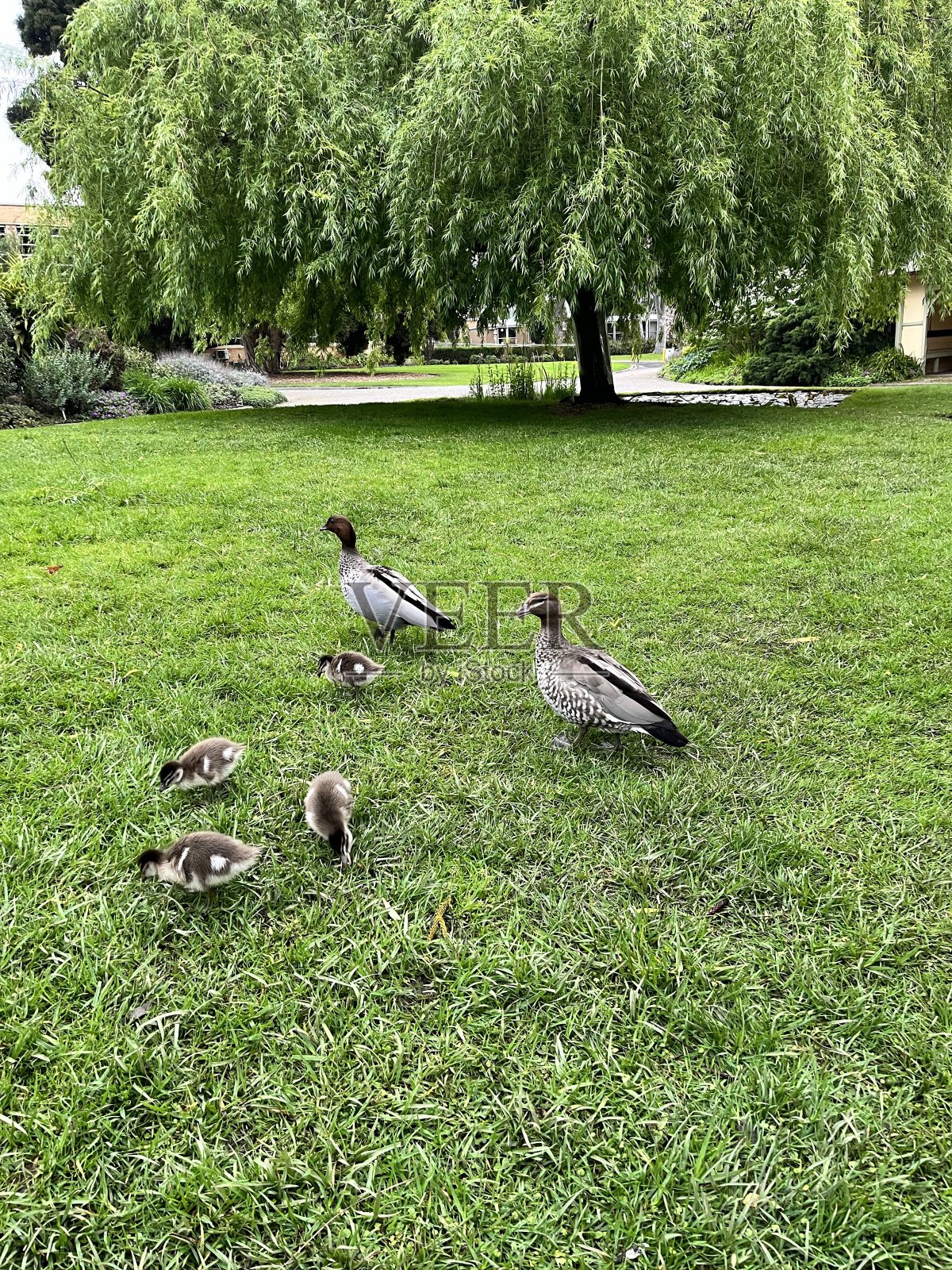 小鸭子在绿色的草坪上吃草照片摄影图片