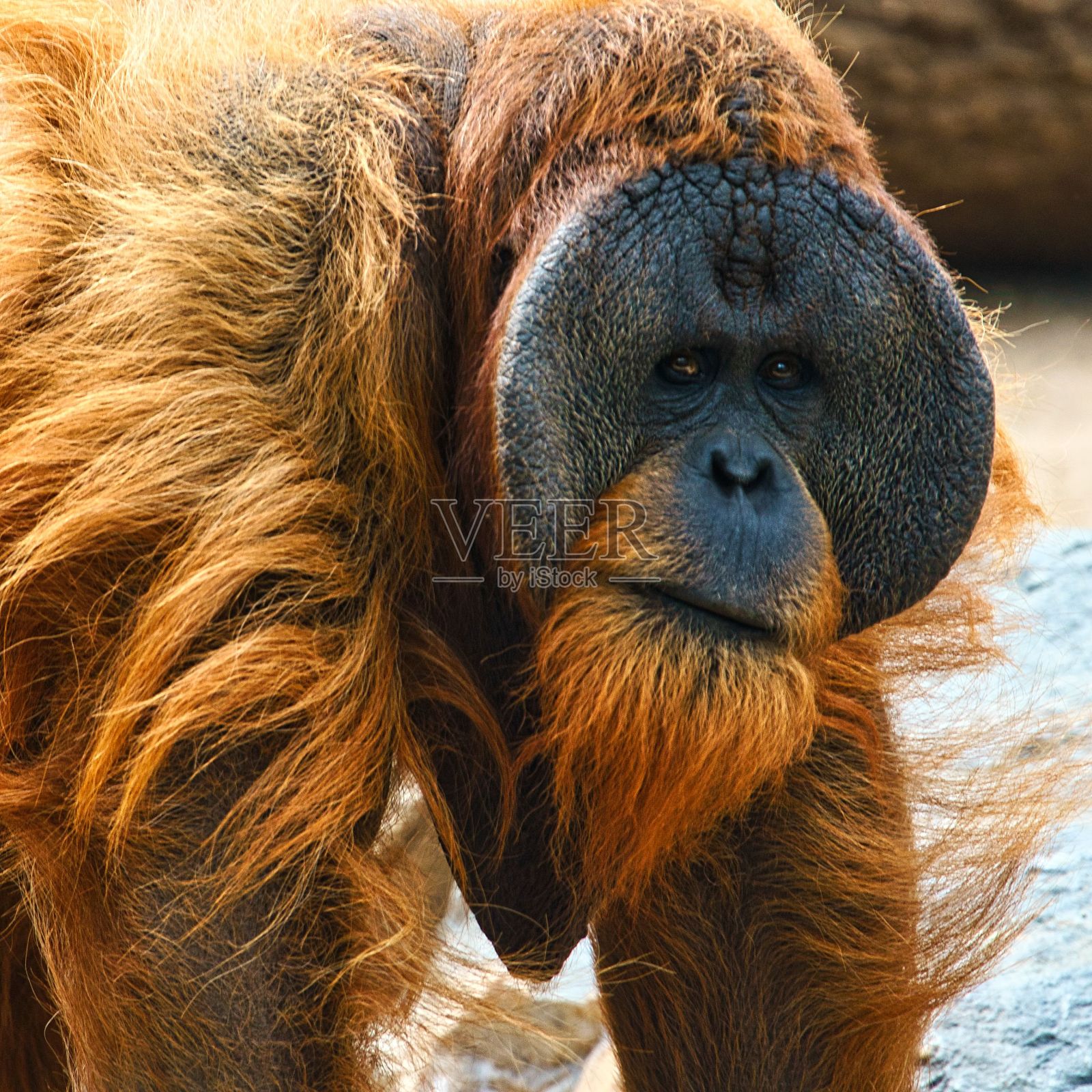猩猩照片摄影图片