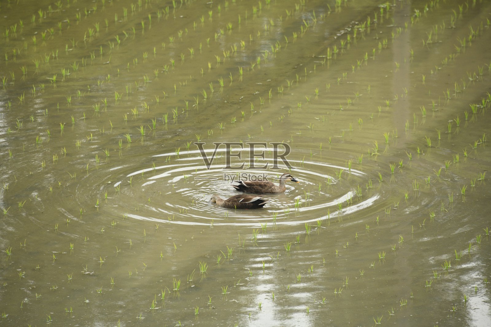 稻田鸟照片摄影图片