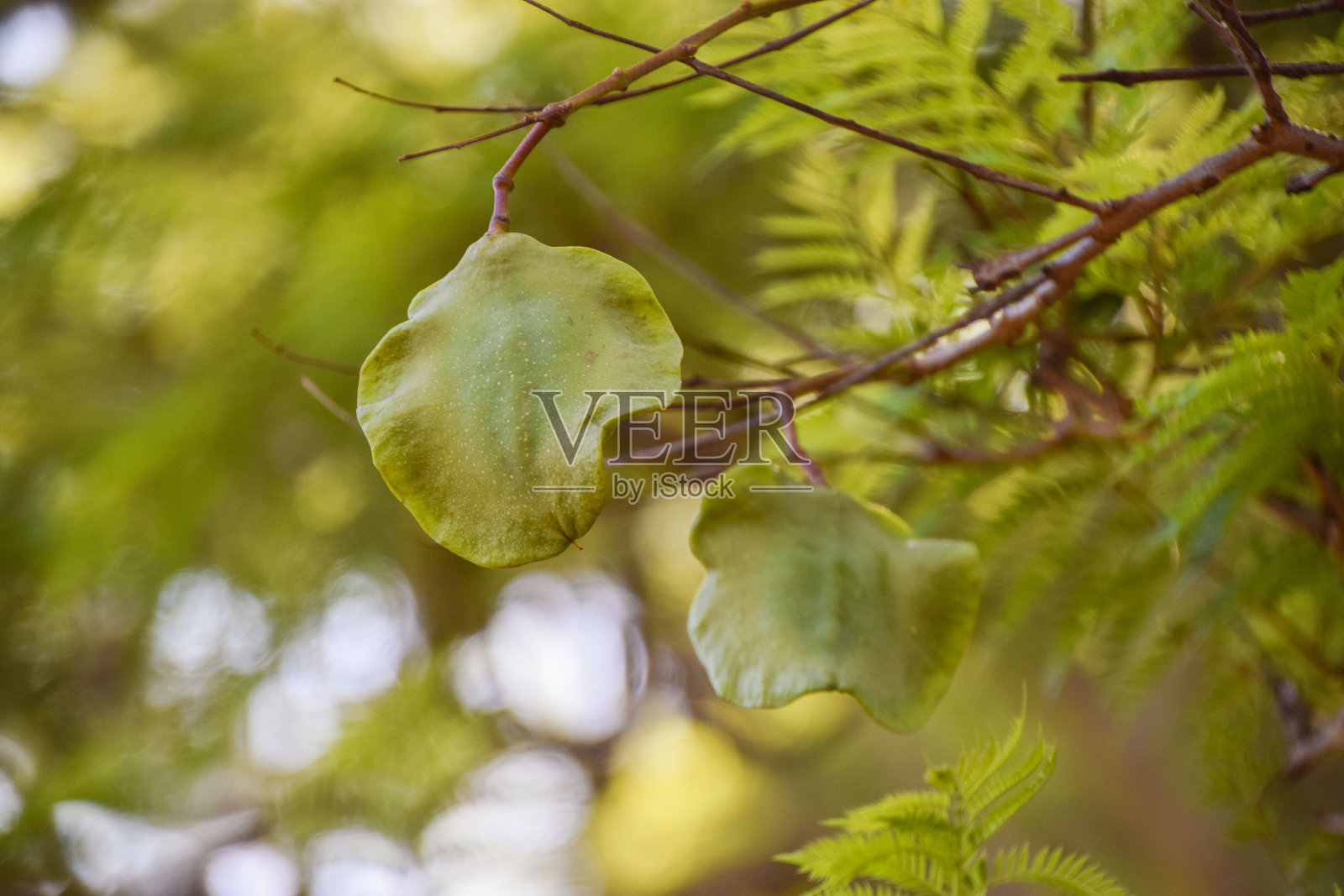 蓝花楹种子荚照片摄影图片