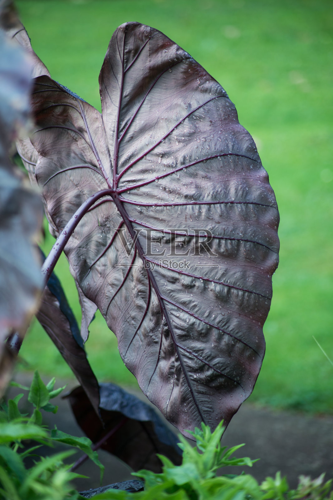 在一个公共花园的巨大叶子-香菇照片摄影图片