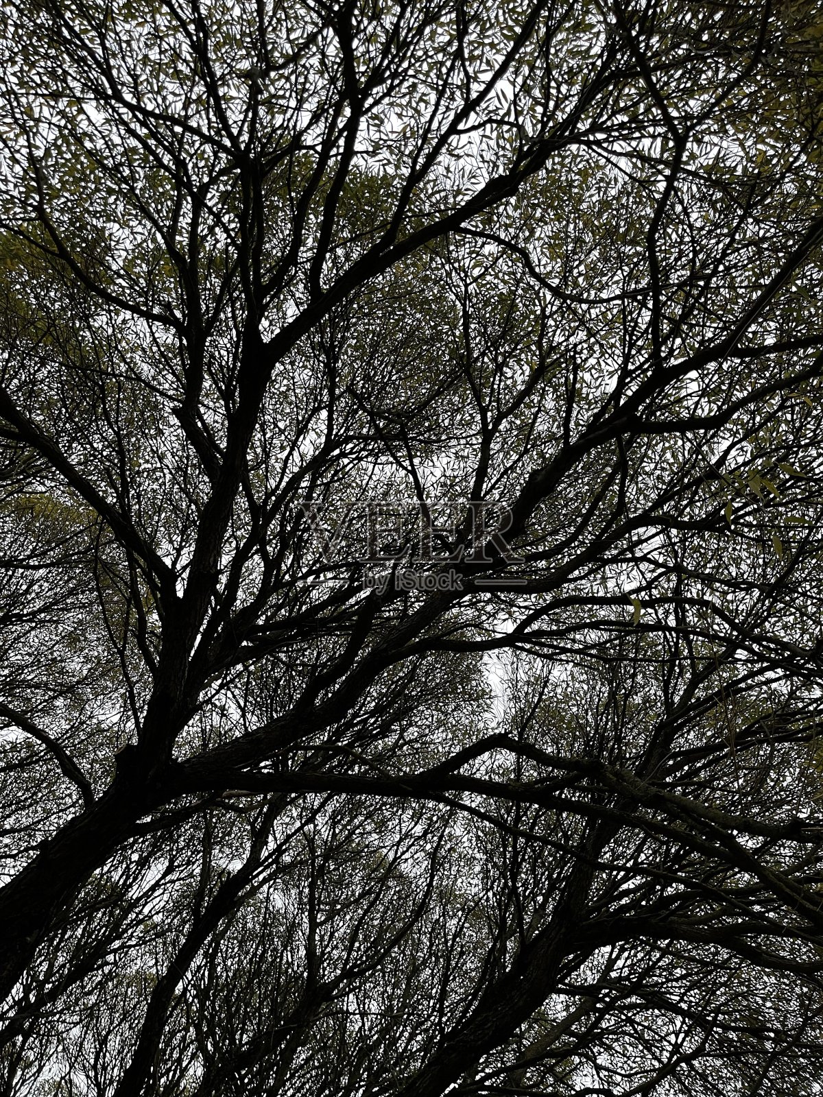 在裂缝的柳树下照片摄影图片