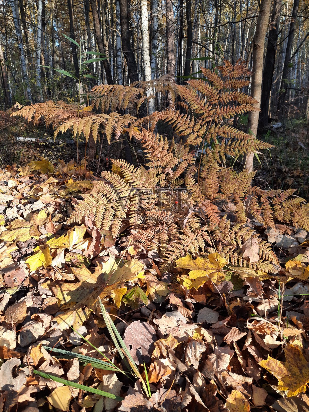森林景观照片摄影图片