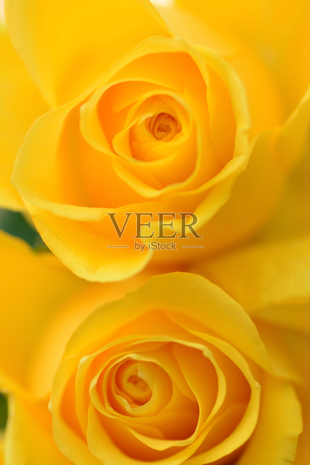 两个黄玫瑰。照片摄影图片