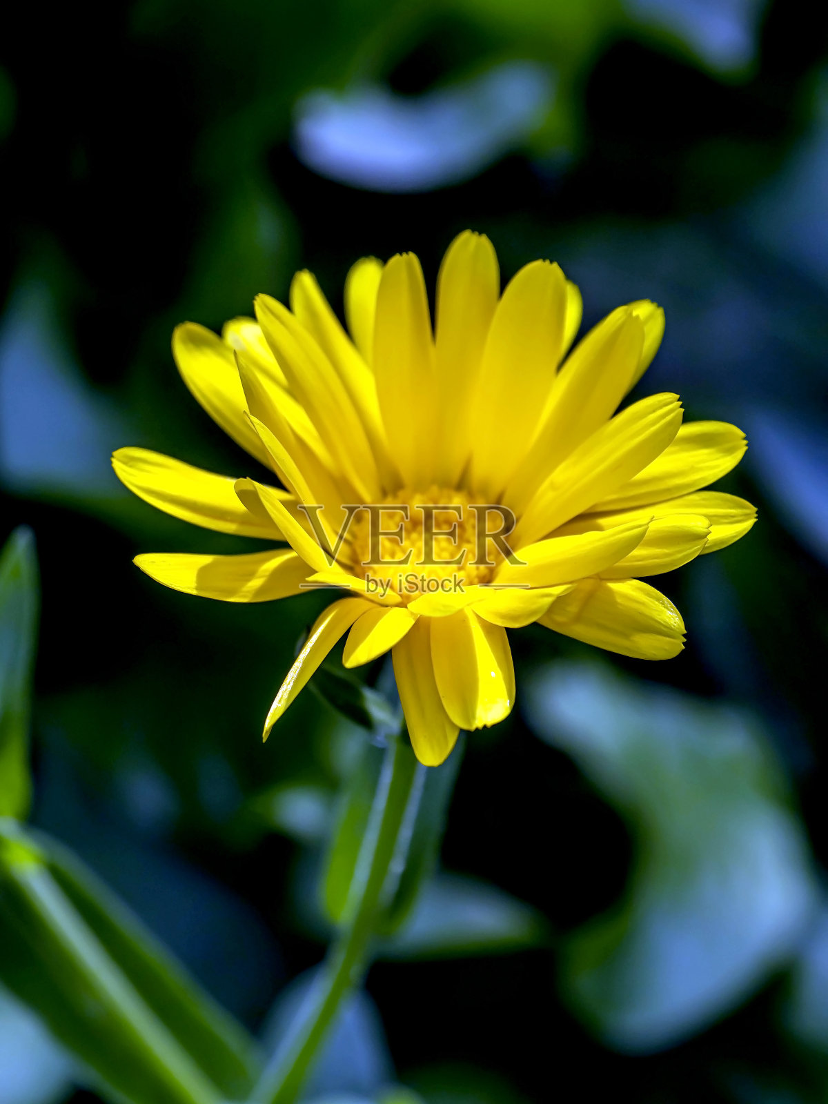 金盏花在晨光的照耀下照片摄影图片