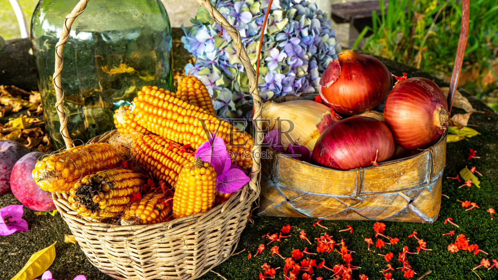 干树叶间放着玉米棒和洋葱的篮子照片摄影图片