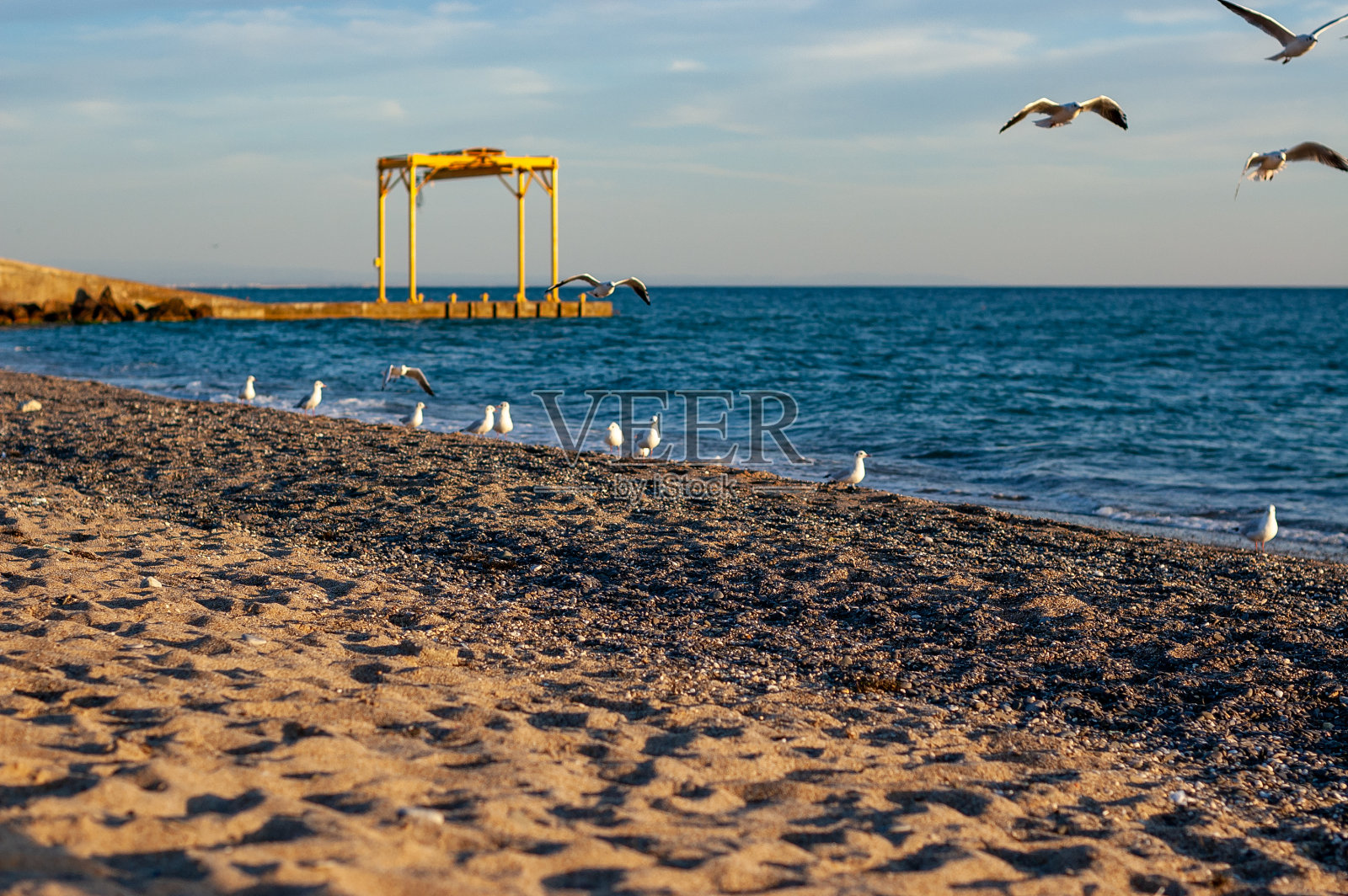 海鸥在海边的沙滩上飞翔照片摄影图片