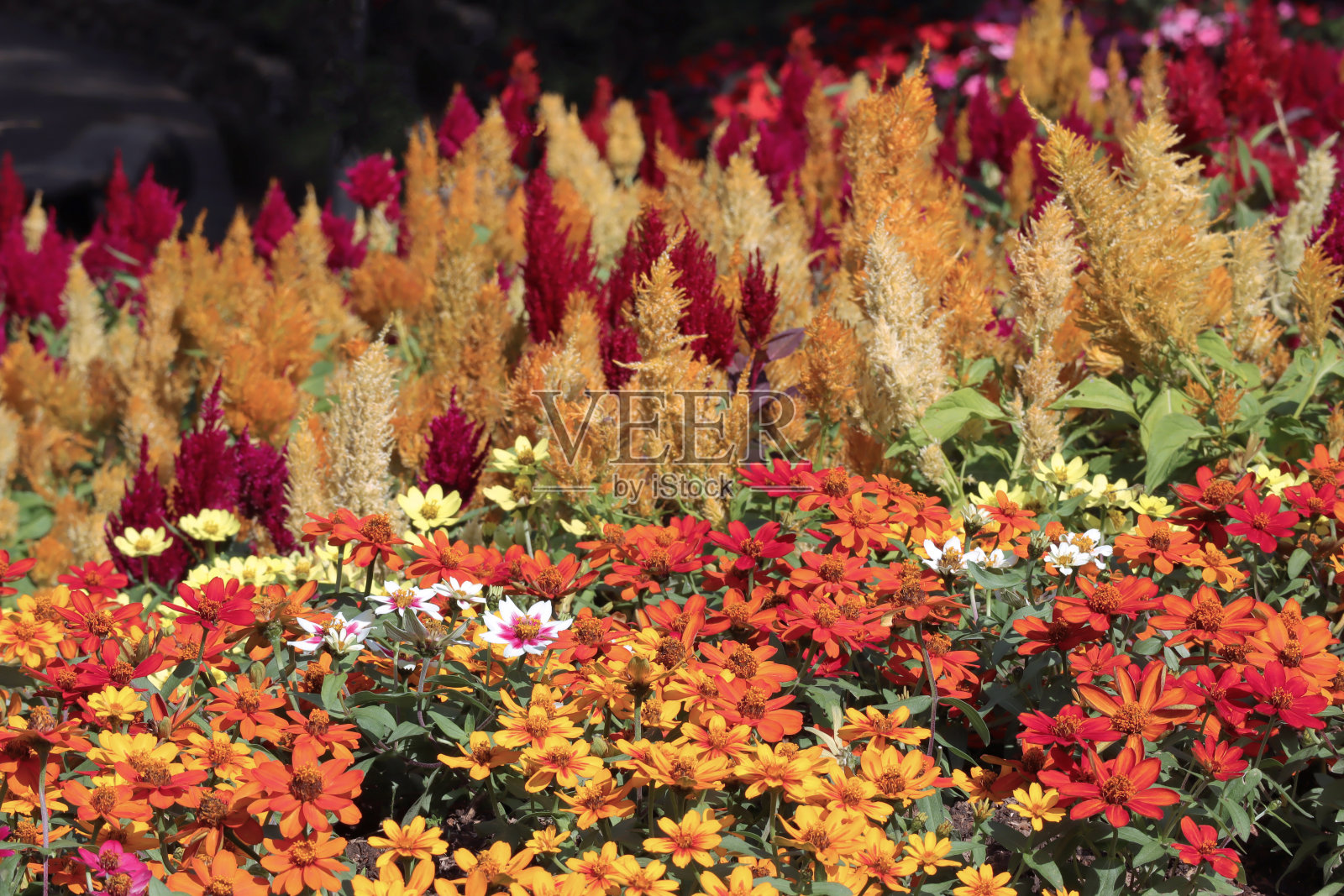 美丽的花园,五颜六色的花朵在热带花园里盛开。Doi Tung, Mae Fah Luang Garden,清莱,泰国。照片摄影图片