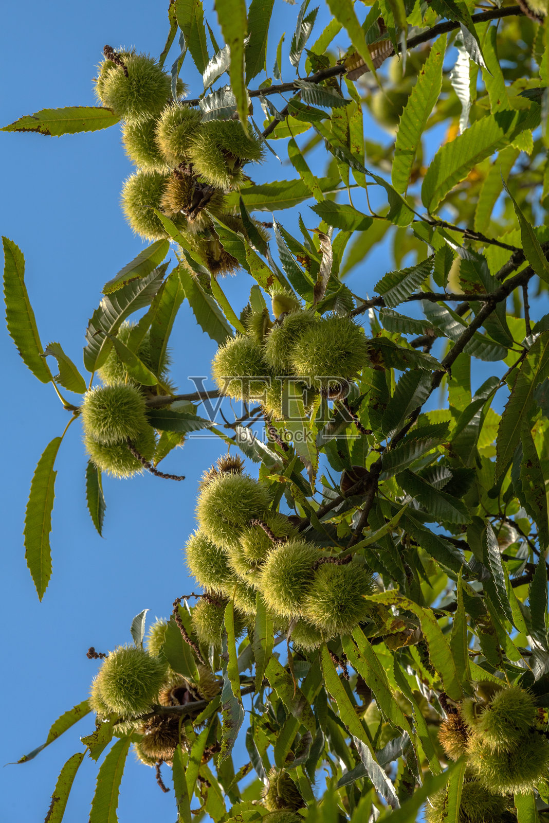 板栗果实成熟,长在树枝上照片摄影图片
