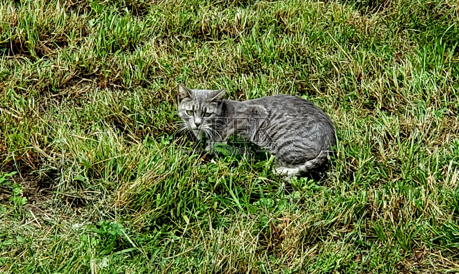 虎眼照片摄影图片