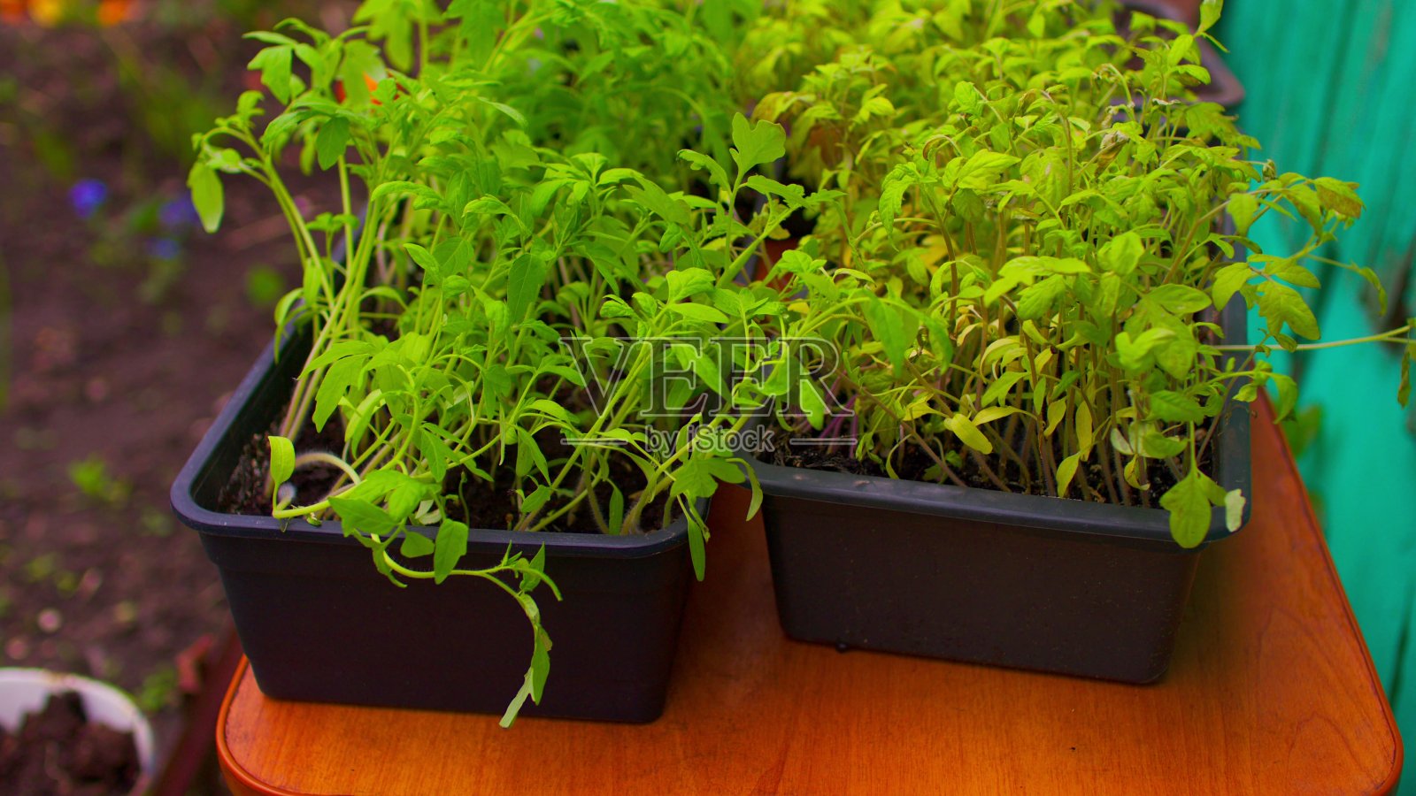 将幼苗封闭在室外桌子上的容器中。绿色的小树苗放在塑料托盘里,靠近绿色的老木屋。园艺和园艺的概念照片摄影图片
