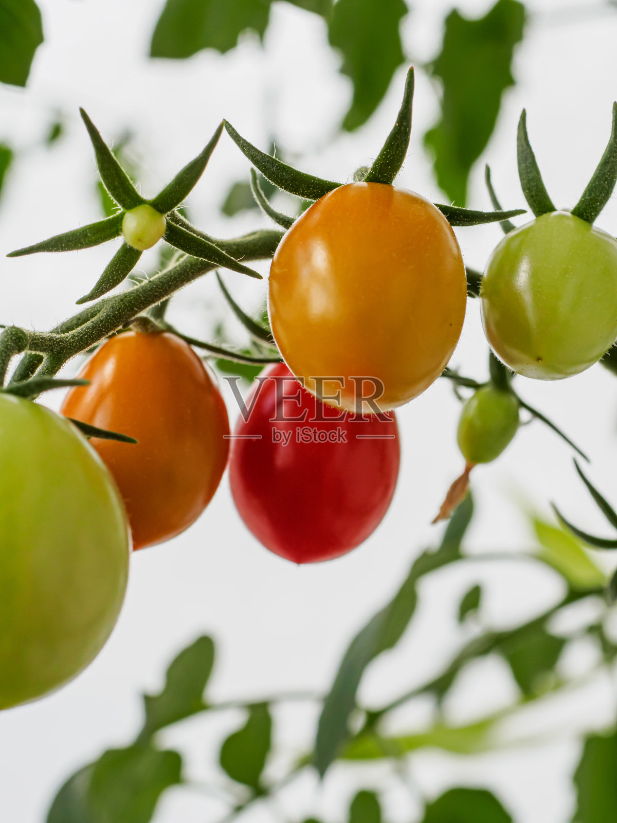 树枝上的樱桃番茄。一组成熟程度不同的番茄,从绿色到红色。照片摄影图片