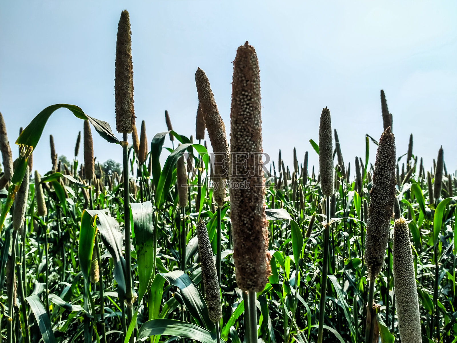 玉米田。照片摄影图片